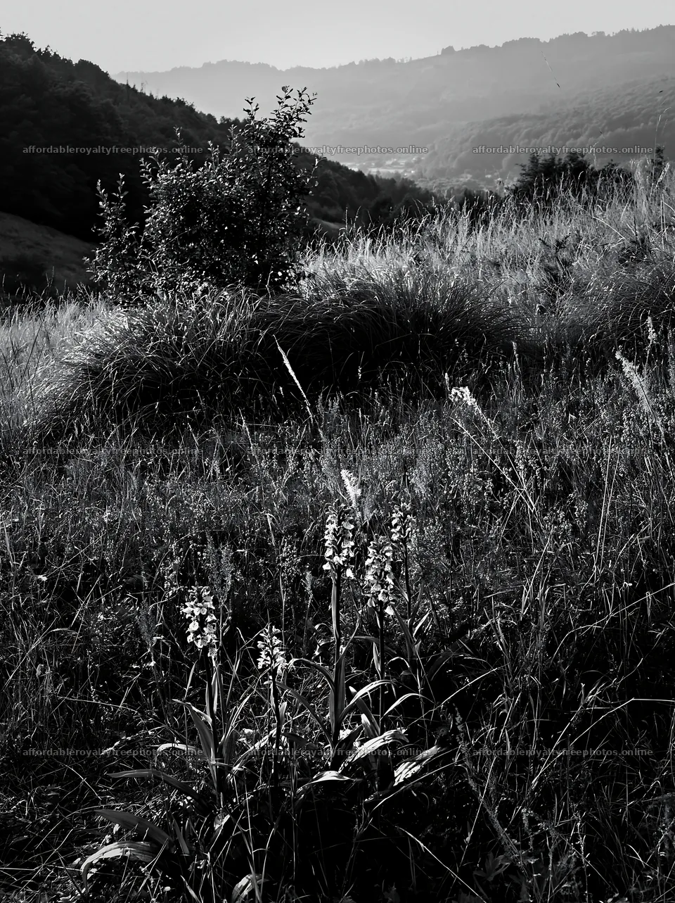 Regenerative meadow with wildflowers in natural setting – royalty-free photos 6866x9174