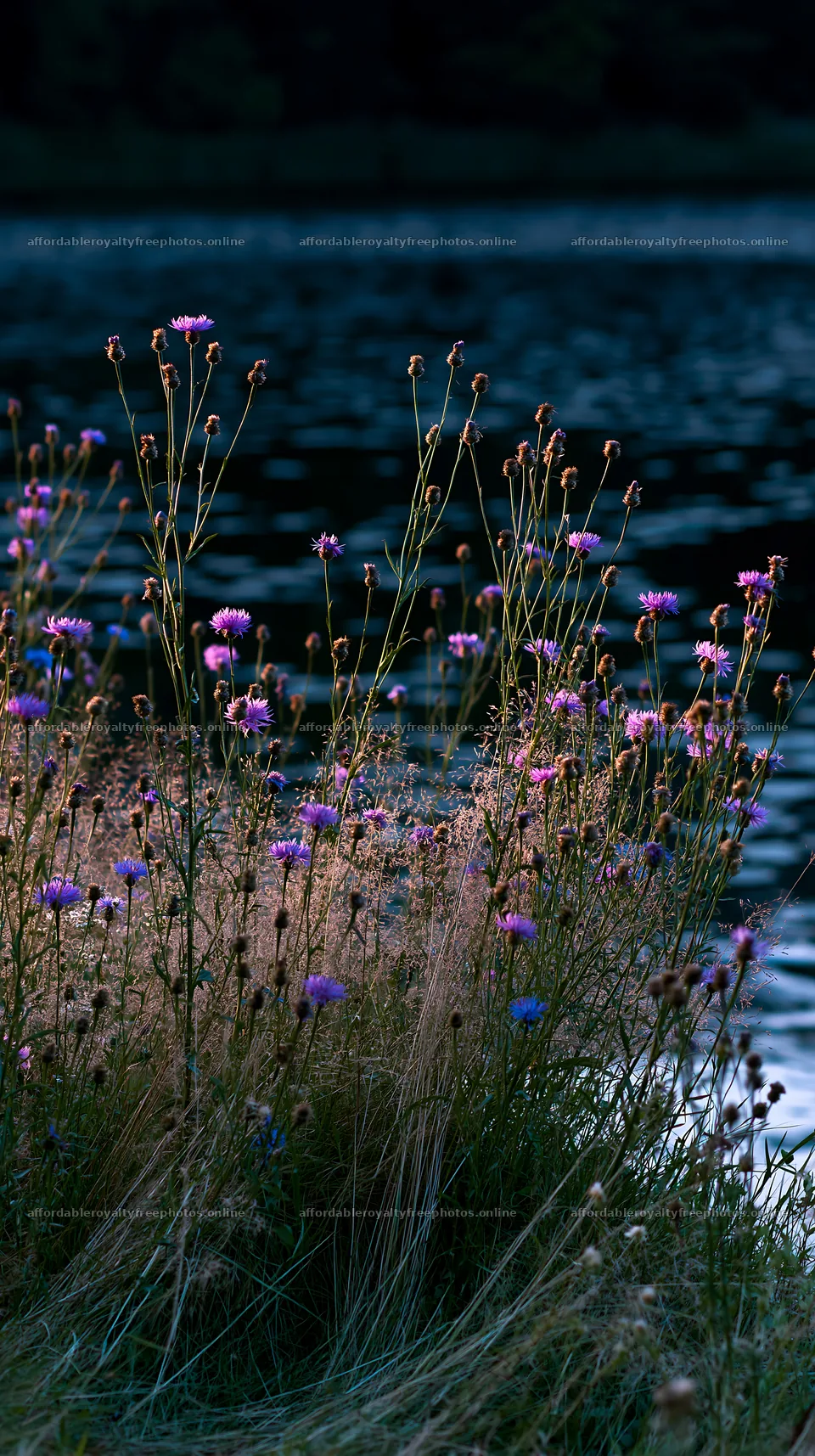 Flowers along the lakeside meadow in Germany – royalty-free photos 5938x10608