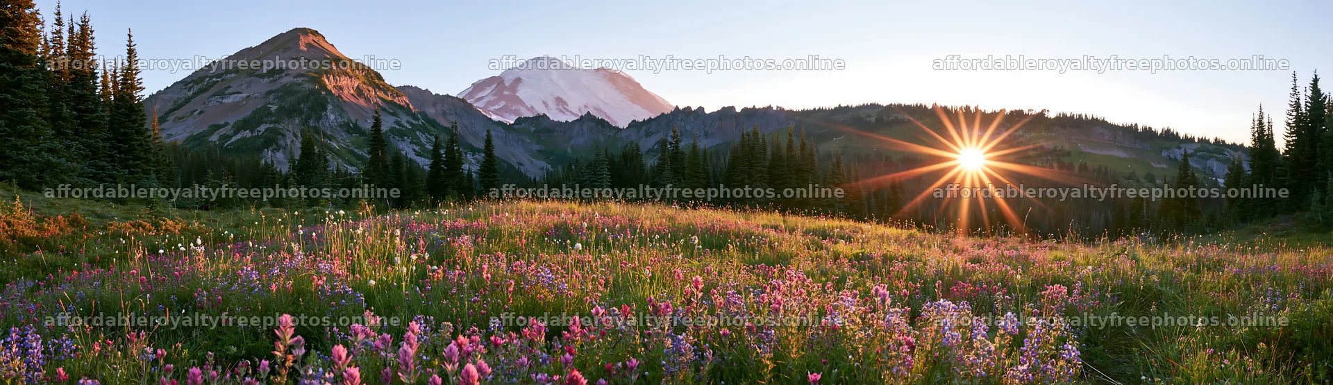 Mount Rainier wildflower meadow sunrise – royalty-free photos 14762x4268