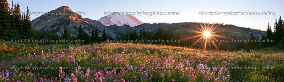 Mount Rainier wildflower meadow sunrise – royalty-free photos 14762x4268