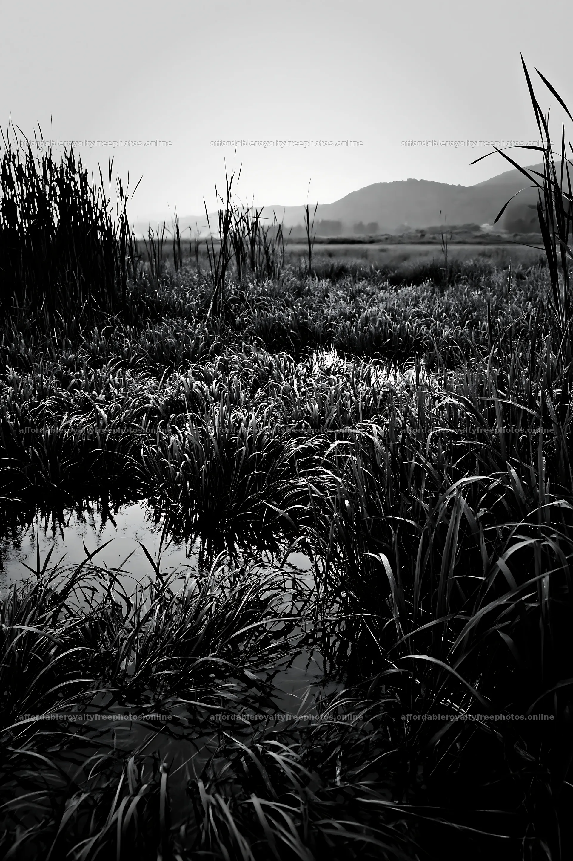 Shiga wetland meadow climate adaptation reeds in green – royalty-free photos 6480x9722