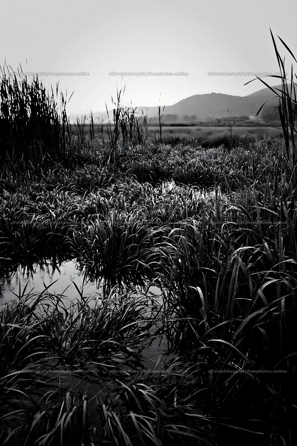 Shiga wetland meadow climate adaptation reeds in green – royalty-free photos 6480x9722