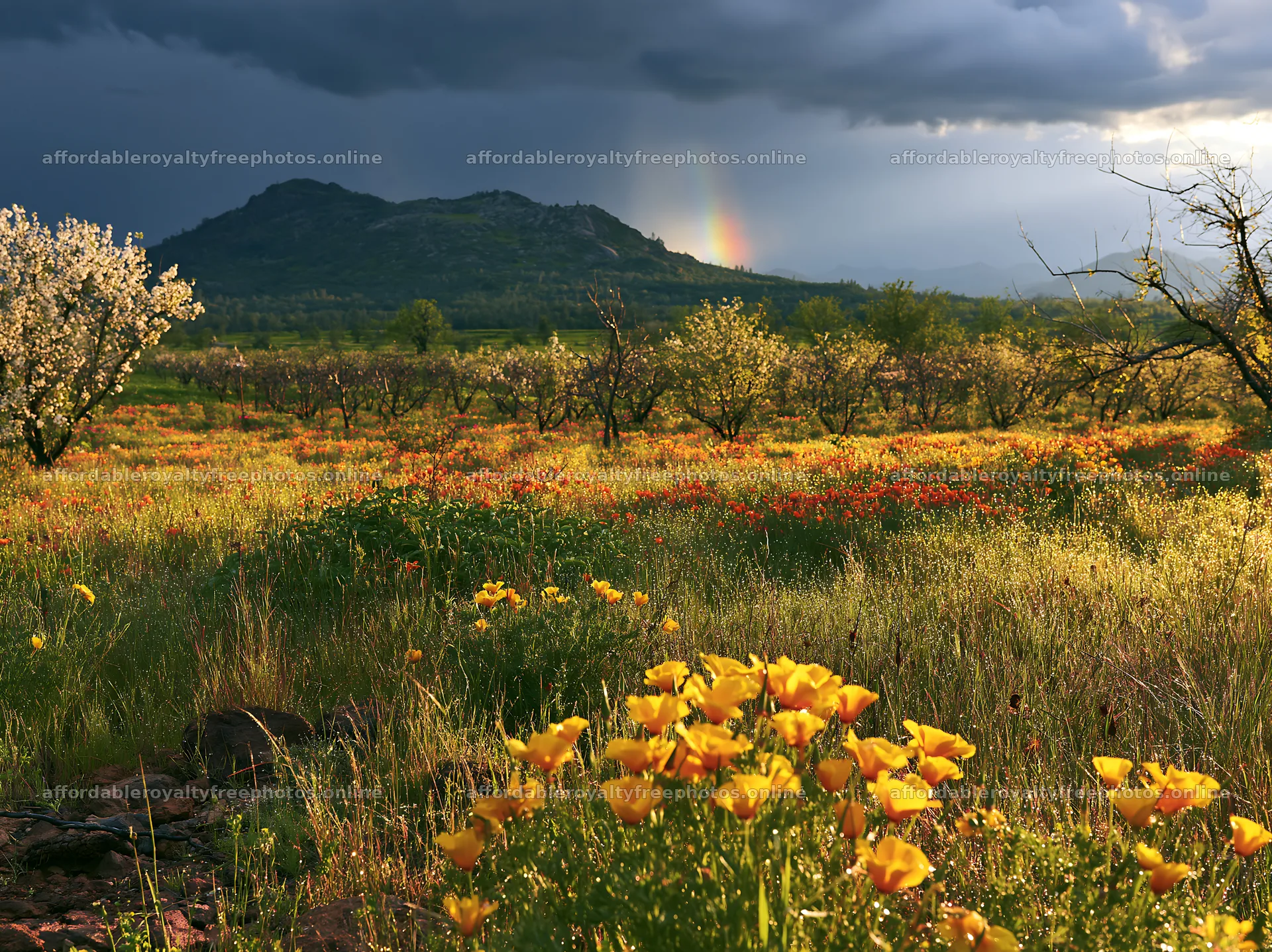 Meadow with orange flowers and dark clouds in foothill – royalty-free photos 9174x6866