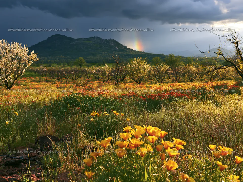 Meadow with orange flowers and dark clouds in foothill – royalty-free photos 9174x6866