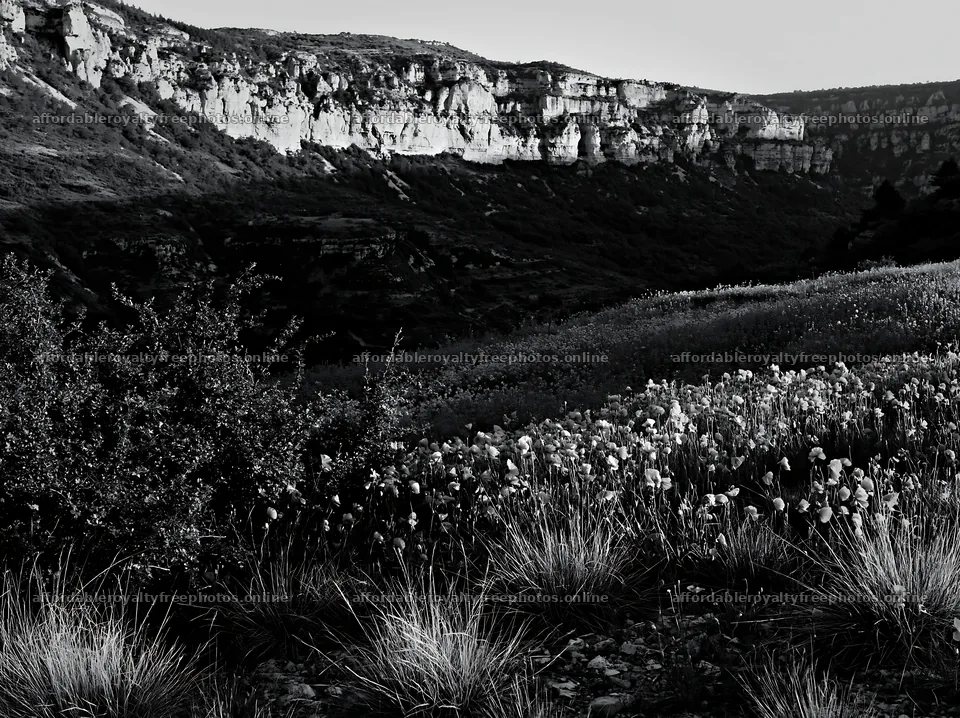 Poppy larkspur meadow with cliffs in background during – royalty-free photos 9174x6866