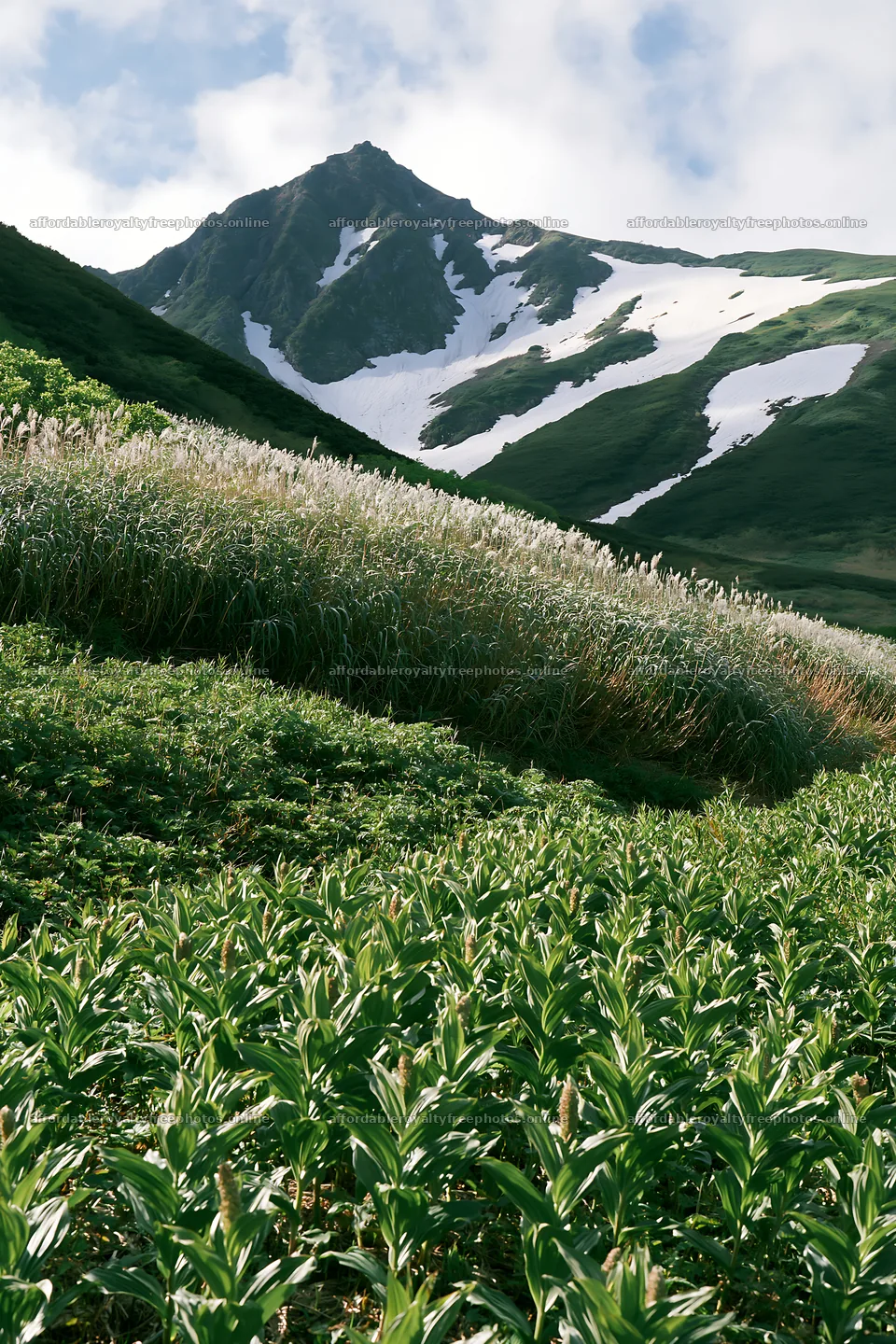 Akita snowmelt meadow with silver grasses under the – royalty-free photos 6480x9722