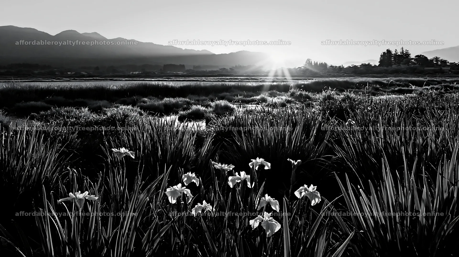 Dew covered meadow in Niigata floodplain at sunrise – royalty-free photos 10608x5938
