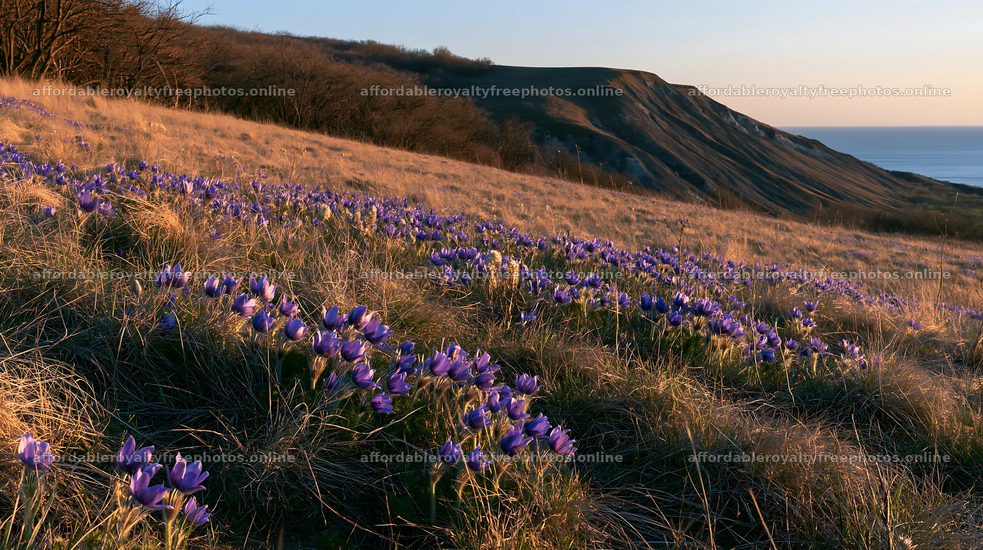 Sunny pasqueflower meadow with hills and ocean view – royalty-free photos 10608x5938