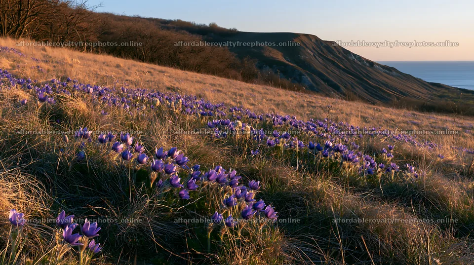 Sunny pasqueflower meadow with hills and ocean view – royalty-free photos 10608x5938