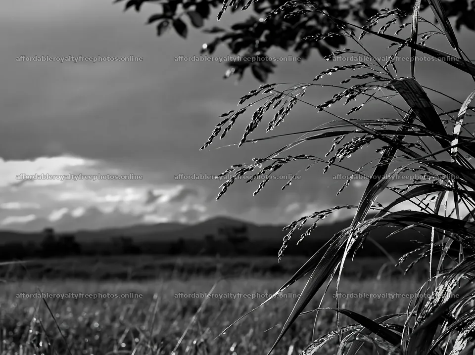 Iwate rain refreshed meadow seedhead foreground – royalty-free photos 9174x6866