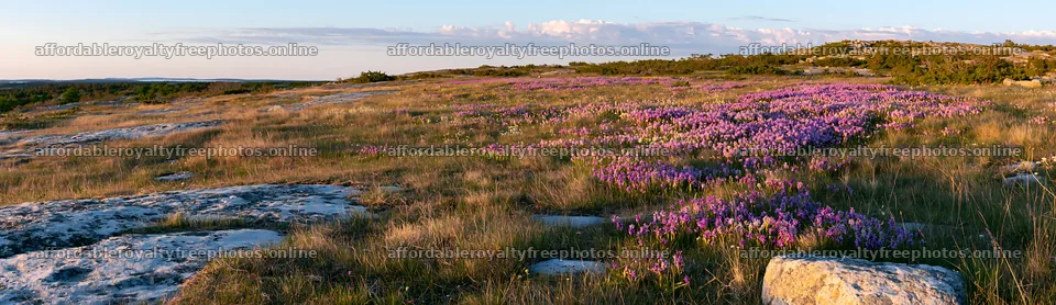Colorful orchid meadow with blooming flowers and rocky – royalty-free photos 14762x4268