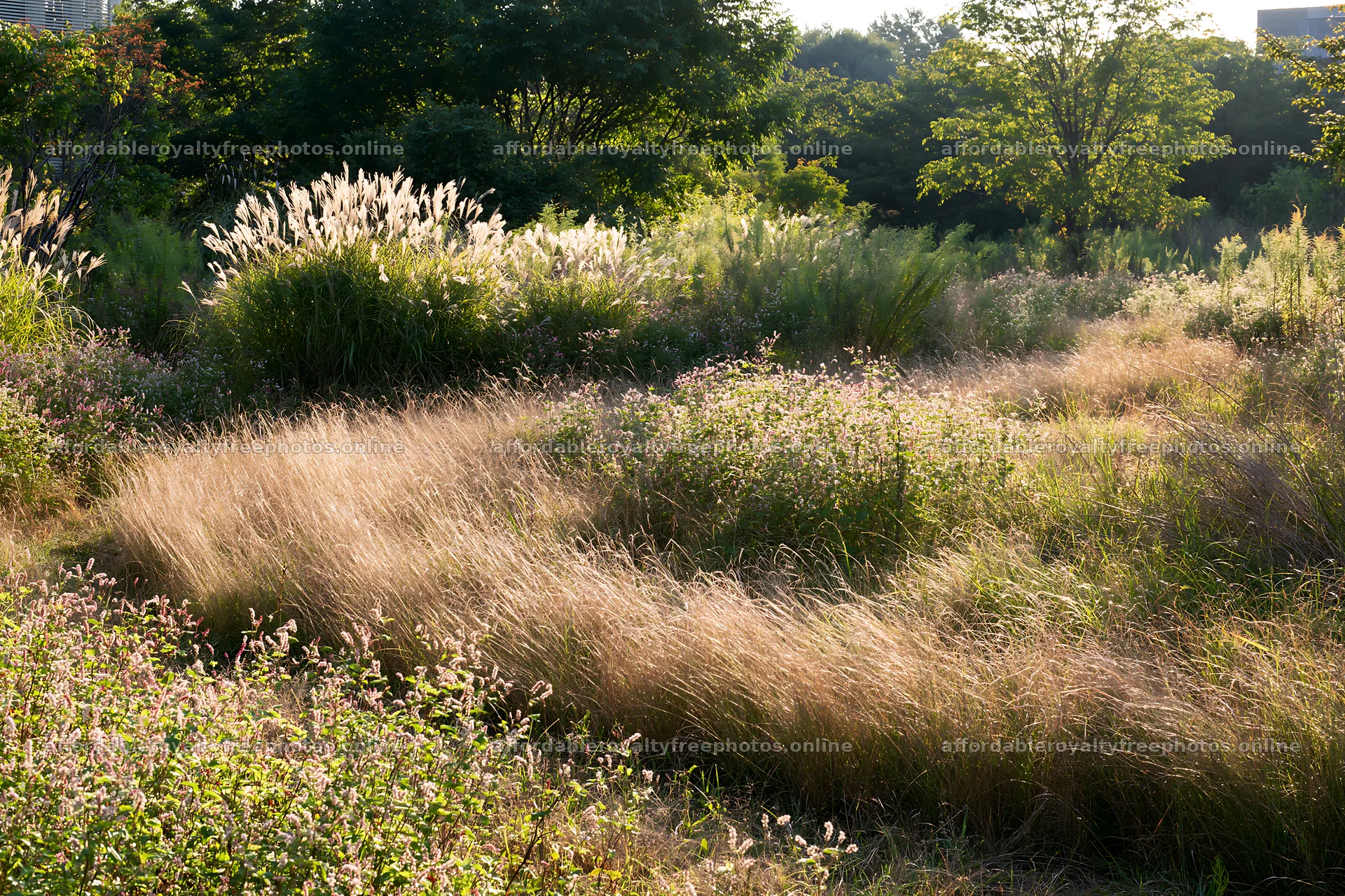 Tokyo urban biodiversity meadow with seedheads in – royalty-free photos 9722x6480