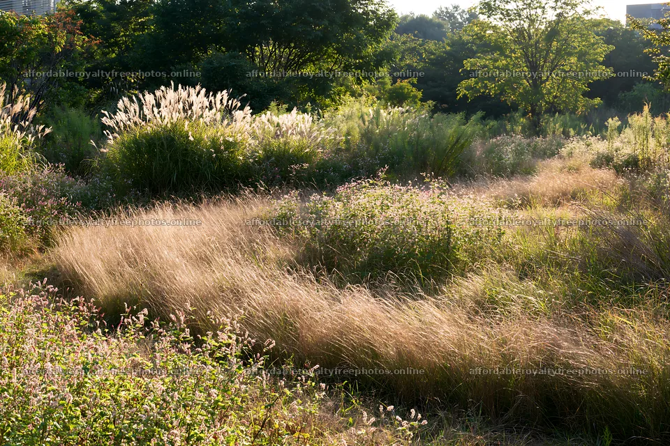 Tokyo urban biodiversity meadow with seedheads in – royalty-free photos 9722x6480
