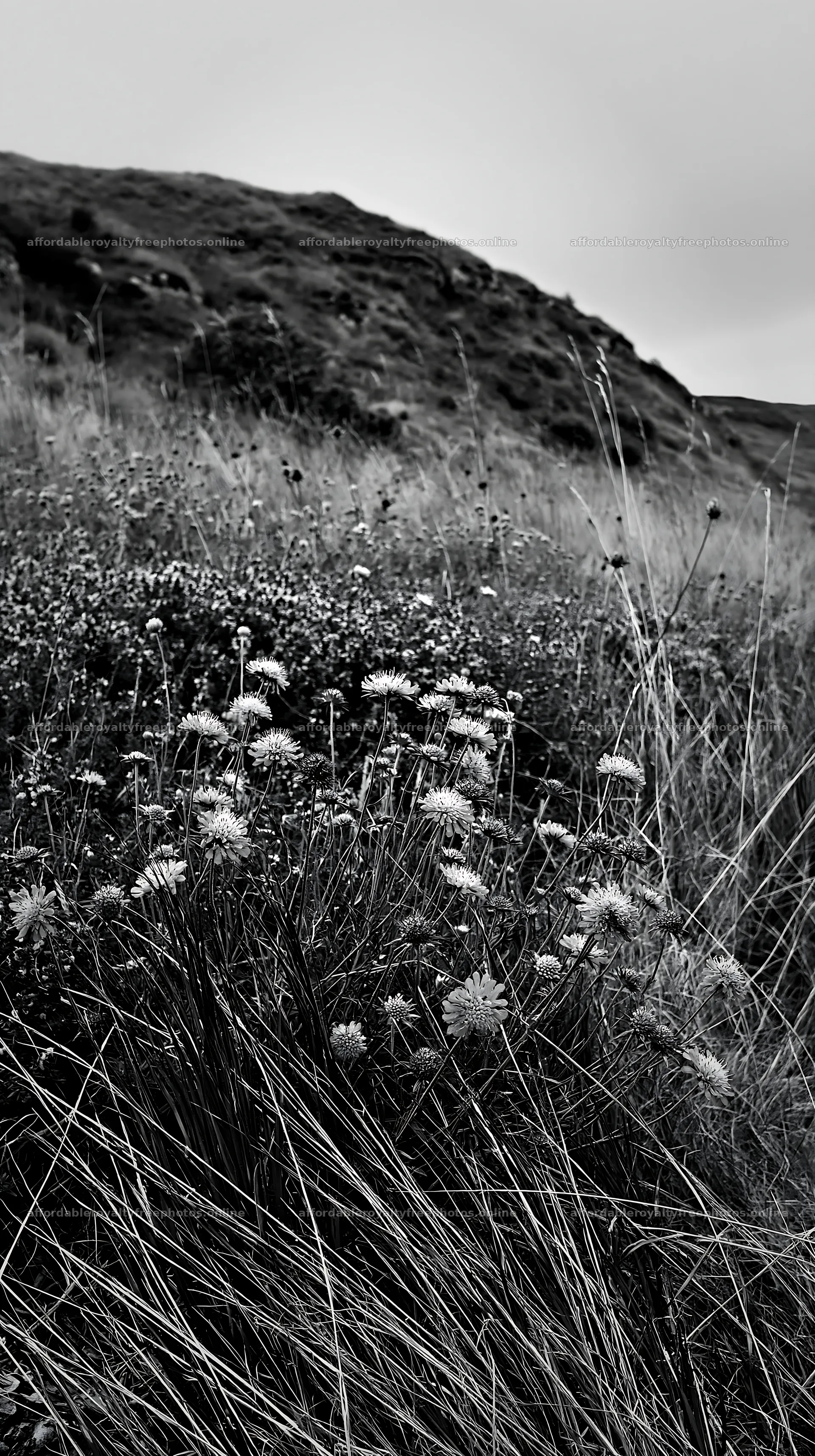 Cloudy limestone meadow with wildflowers in dry – royalty-free photos 5938x10608