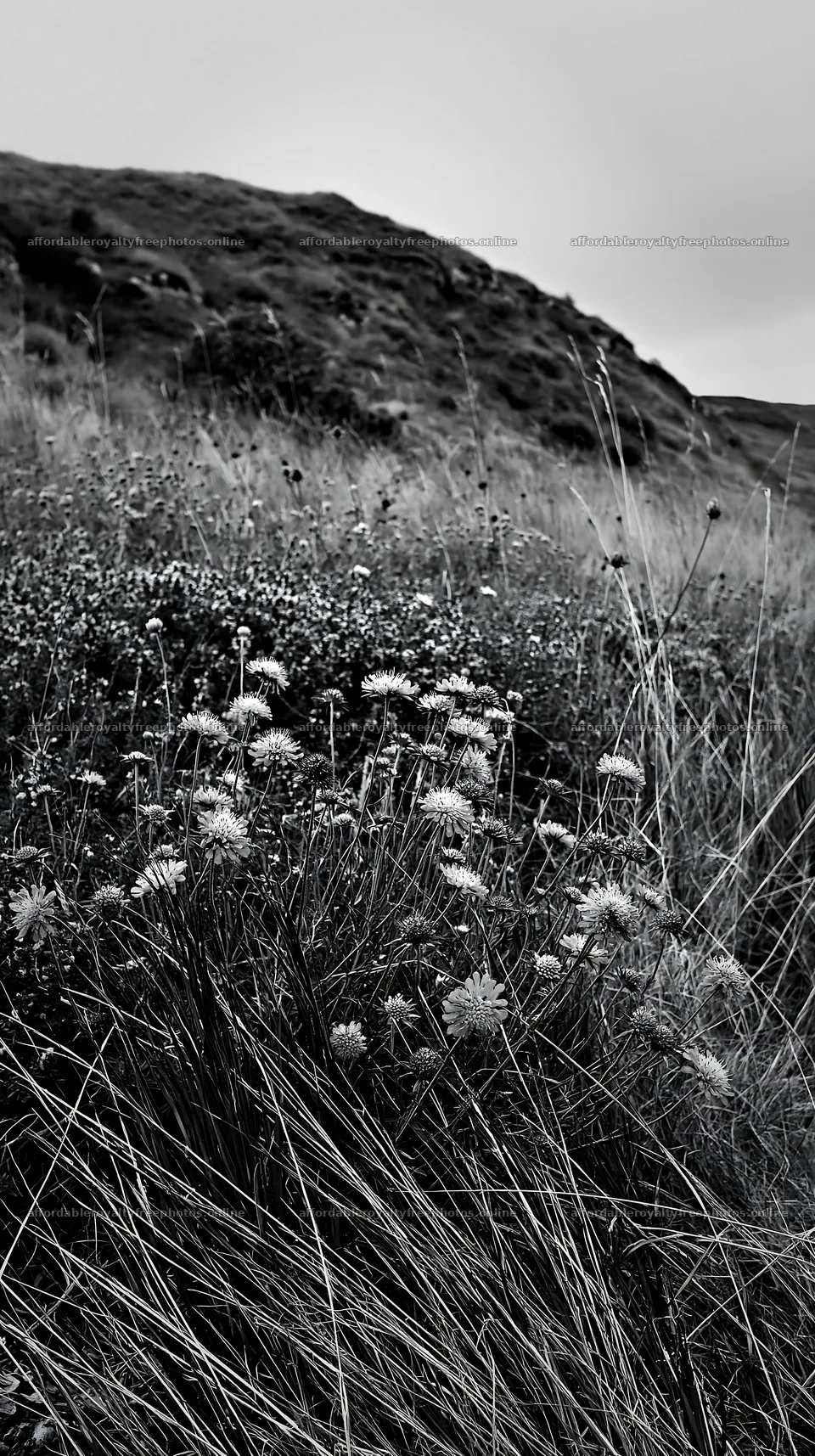 Cloudy limestone meadow with wildflowers in dry – royalty-free photos 5938x10608