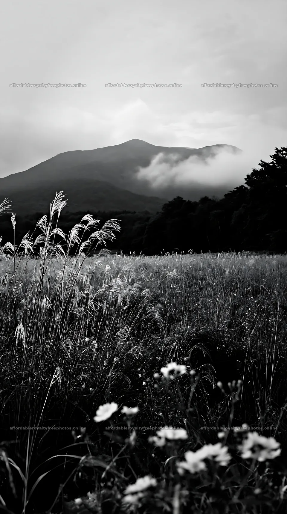 Iwate rain refreshed meadow seedhead foreground – royalty-free photos 5938x10608