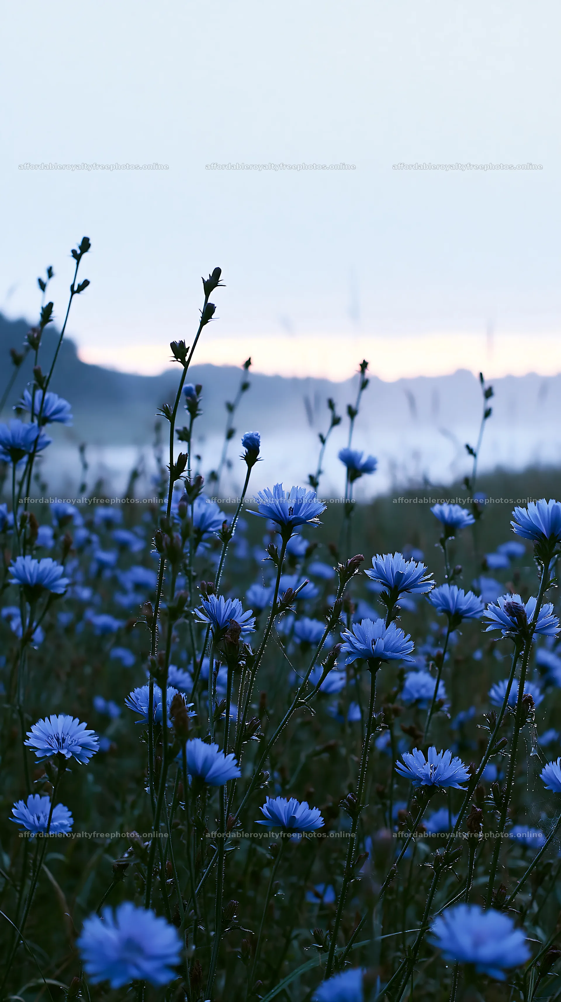 German lakeside meadow with blue flowers and soft – royalty-free photos 5938x10608