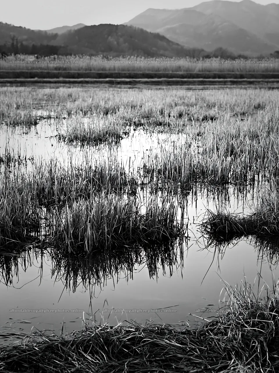 Shiga wetland meadow climate adaptation reeds in a – royalty-free photos 6866x9174