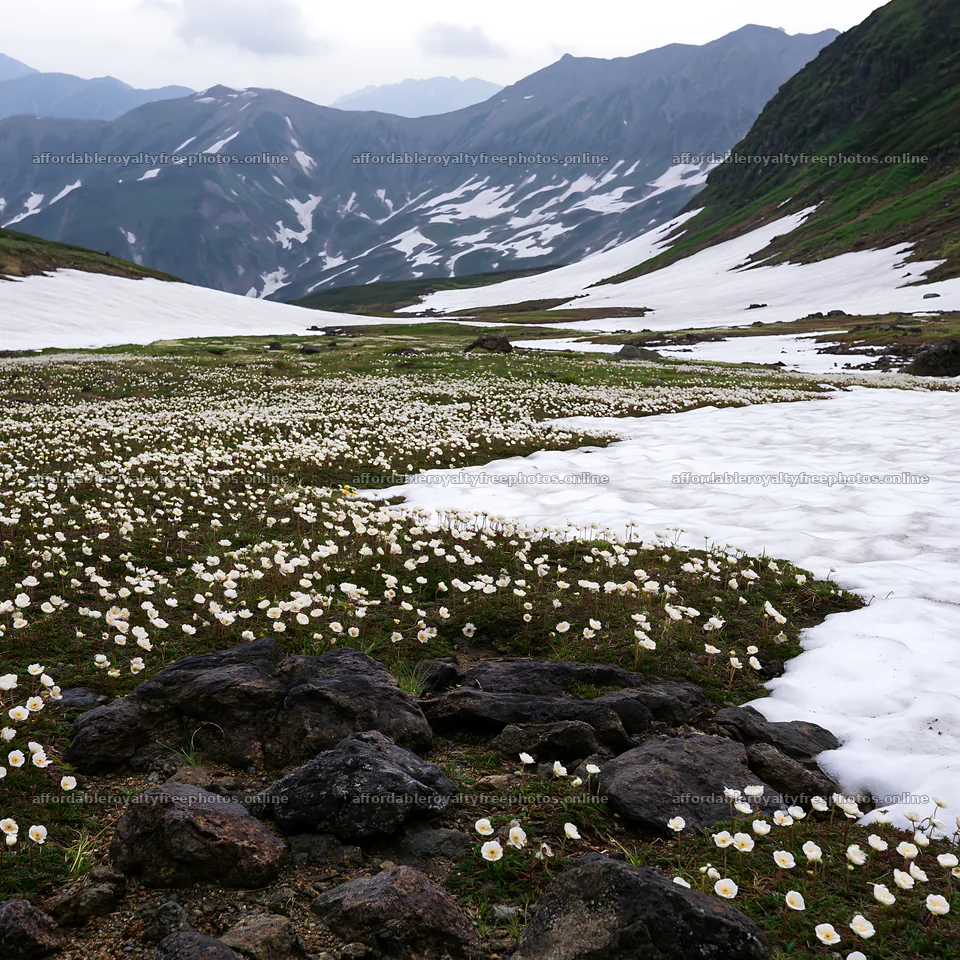 Snowmelt reveals flowers and rocks in Toyama alpine – royalty-free photos 7938x7938
