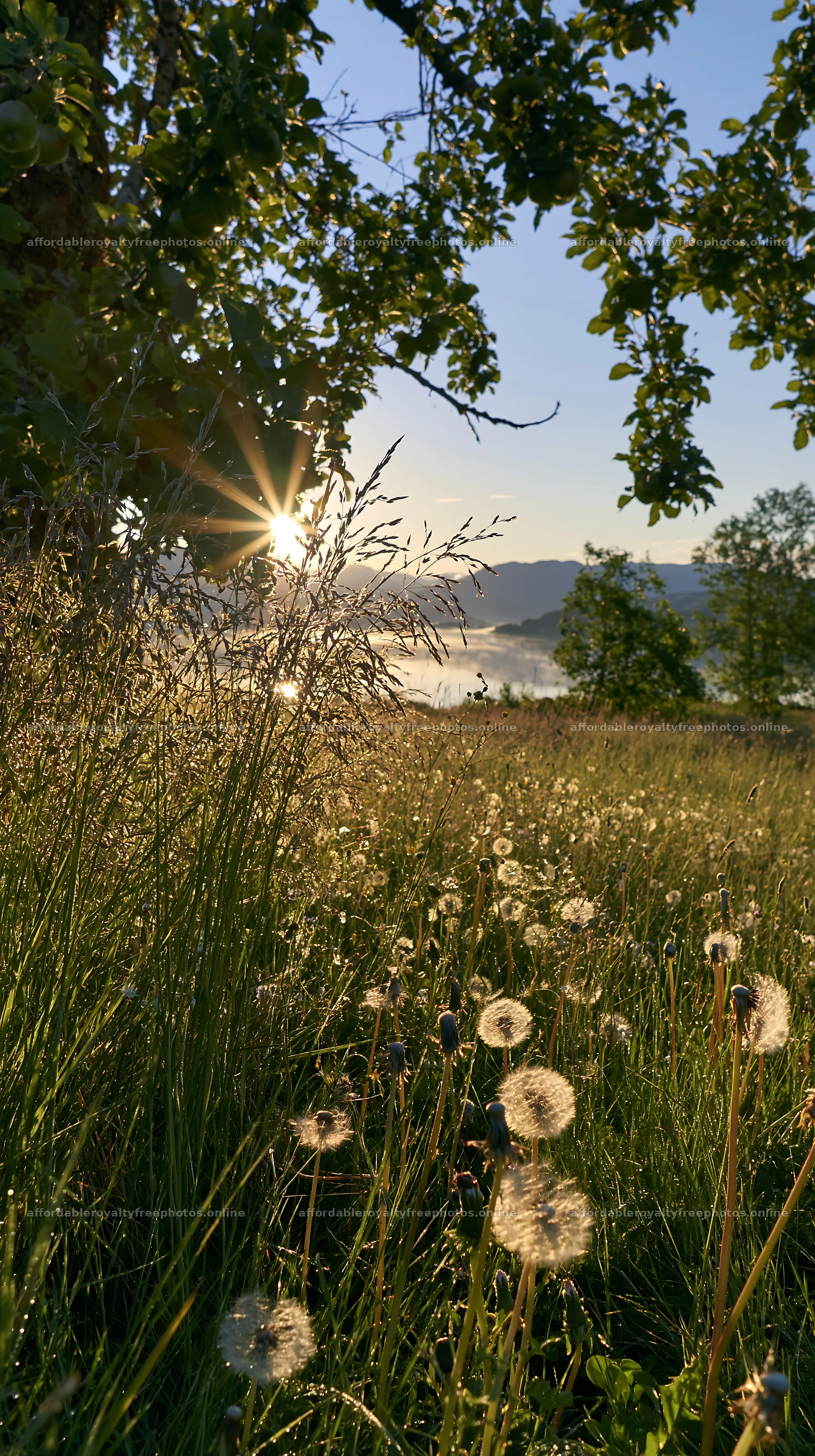 Fjord orchard meadow with sunlight shining through trees – royalty-free photos 5938x10608