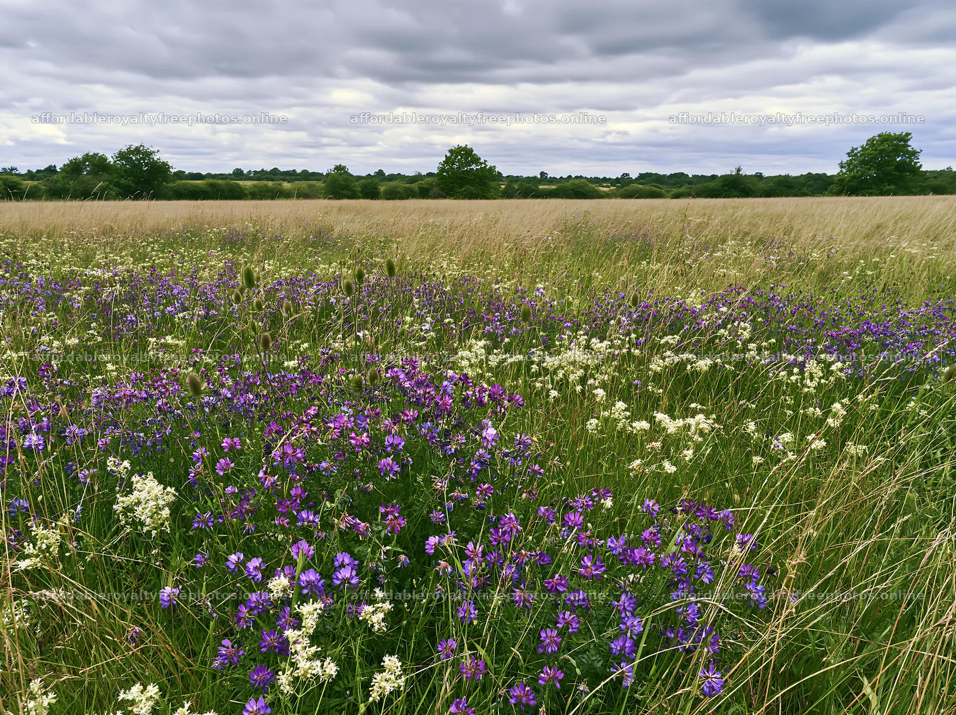 Cloudy dry flower meadow with purple and white – royalty-free photos 9174x6866