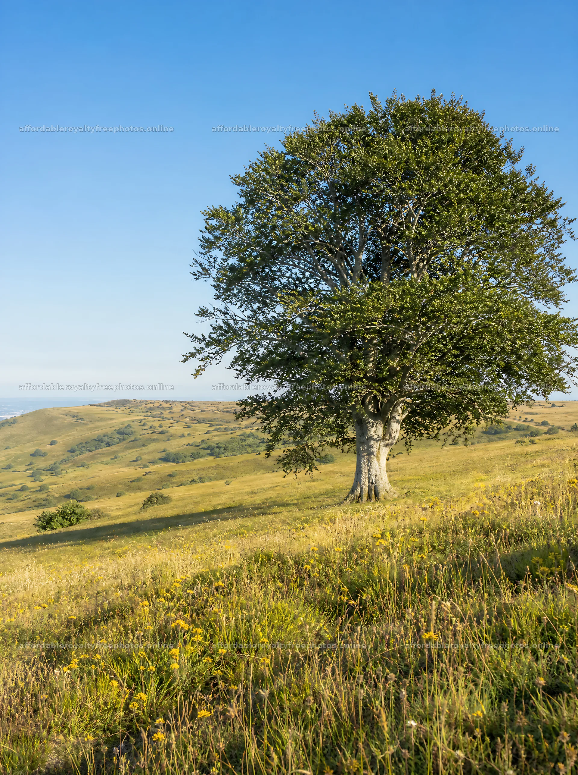 Sunny chalk meadow with tree and rolling hills – royalty-free photos 6858x9186