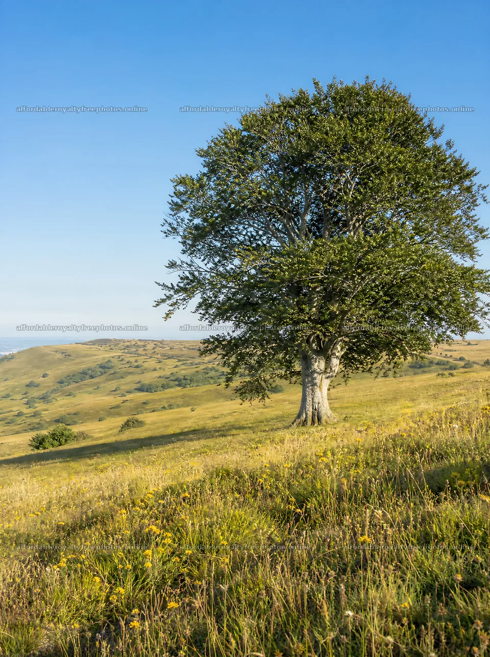 Sunny chalk meadow with tree and rolling hills – royalty-free photos 6858x9186
