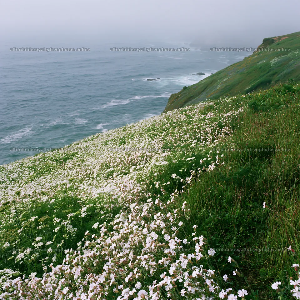 Meadow of white flowers above Atlantic coast in Portugal – royalty-free photos 7938x7938