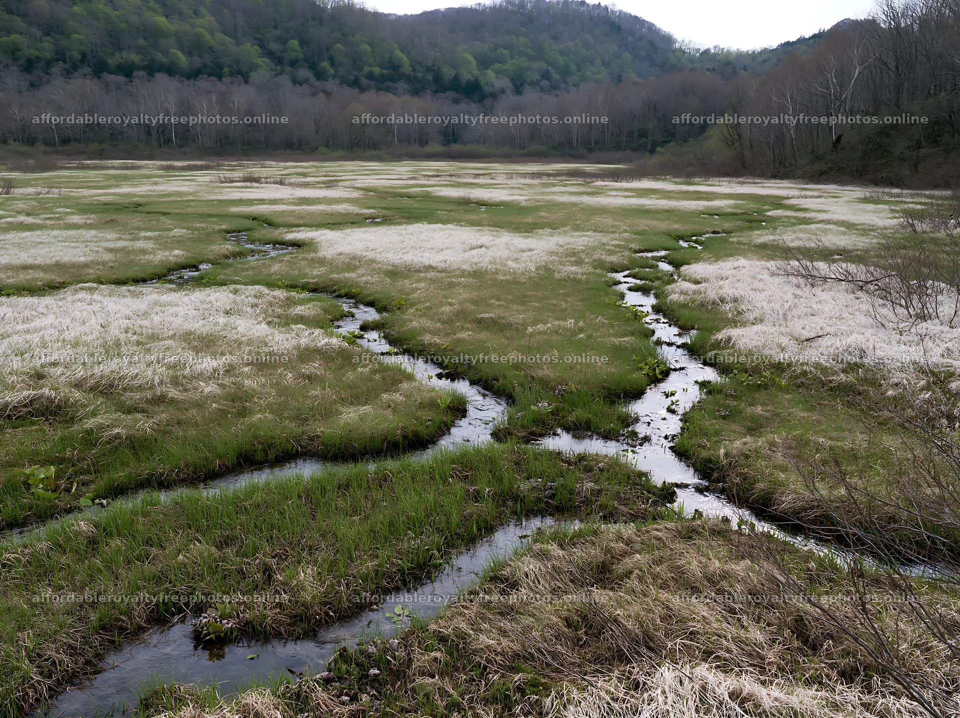 Akita snowmelt meadow with silver grasses under cloudy – royalty-free photos 9174x6866