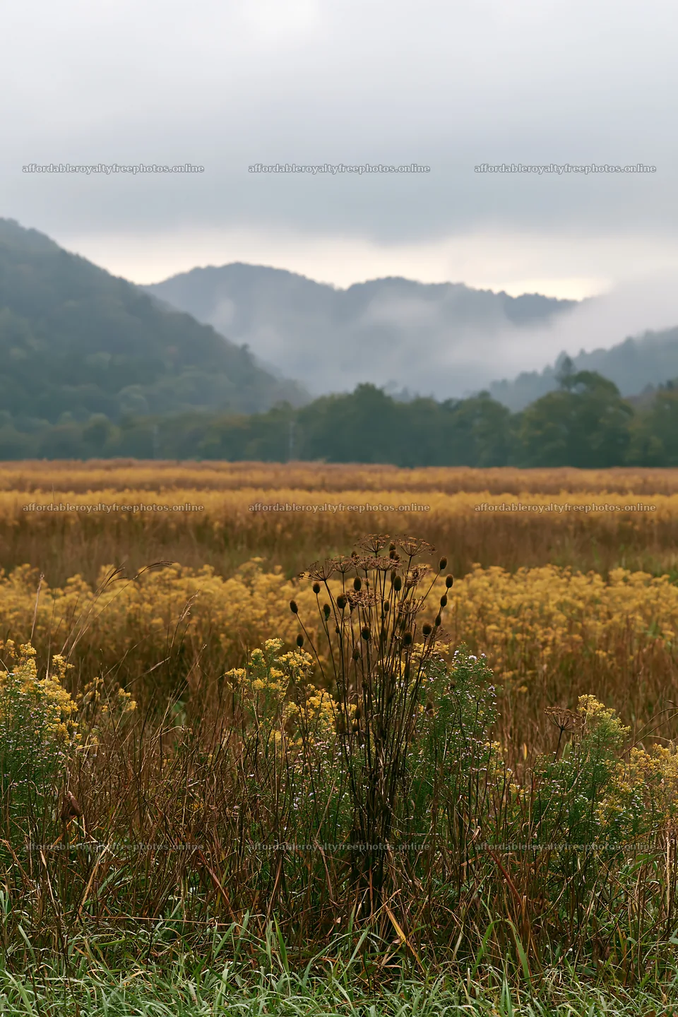 Golden meadow with seedheads in Okayama, Japan – royalty-free photos 6480x9722