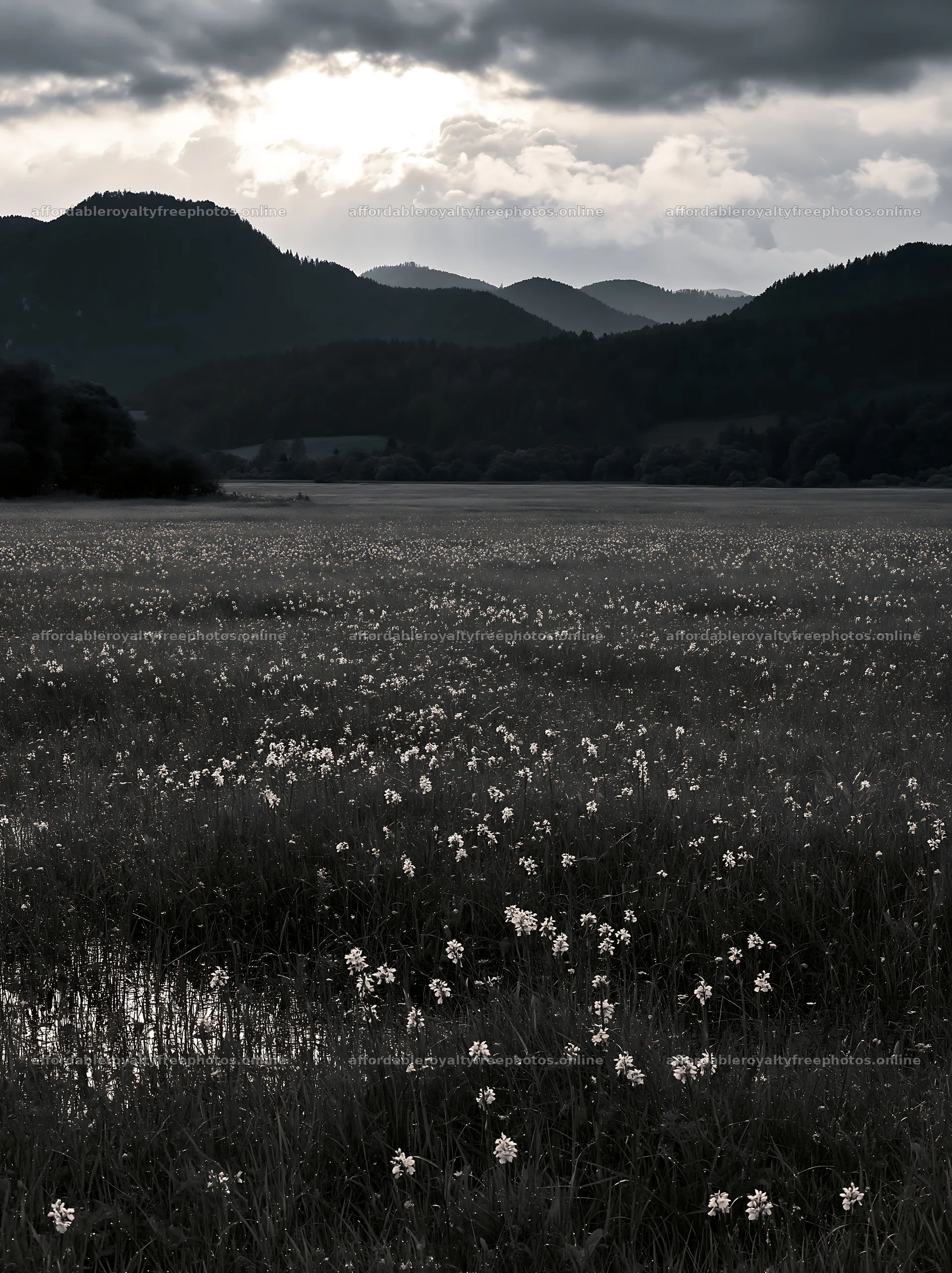 Wild orchid meadow under cloudy skies with mountain – royalty-free photos 6866x9174