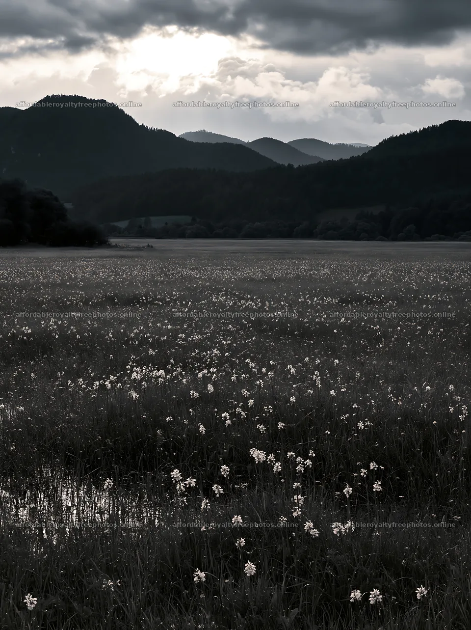 Wild orchid meadow under cloudy skies with mountain – royalty-free photos 6866x9174