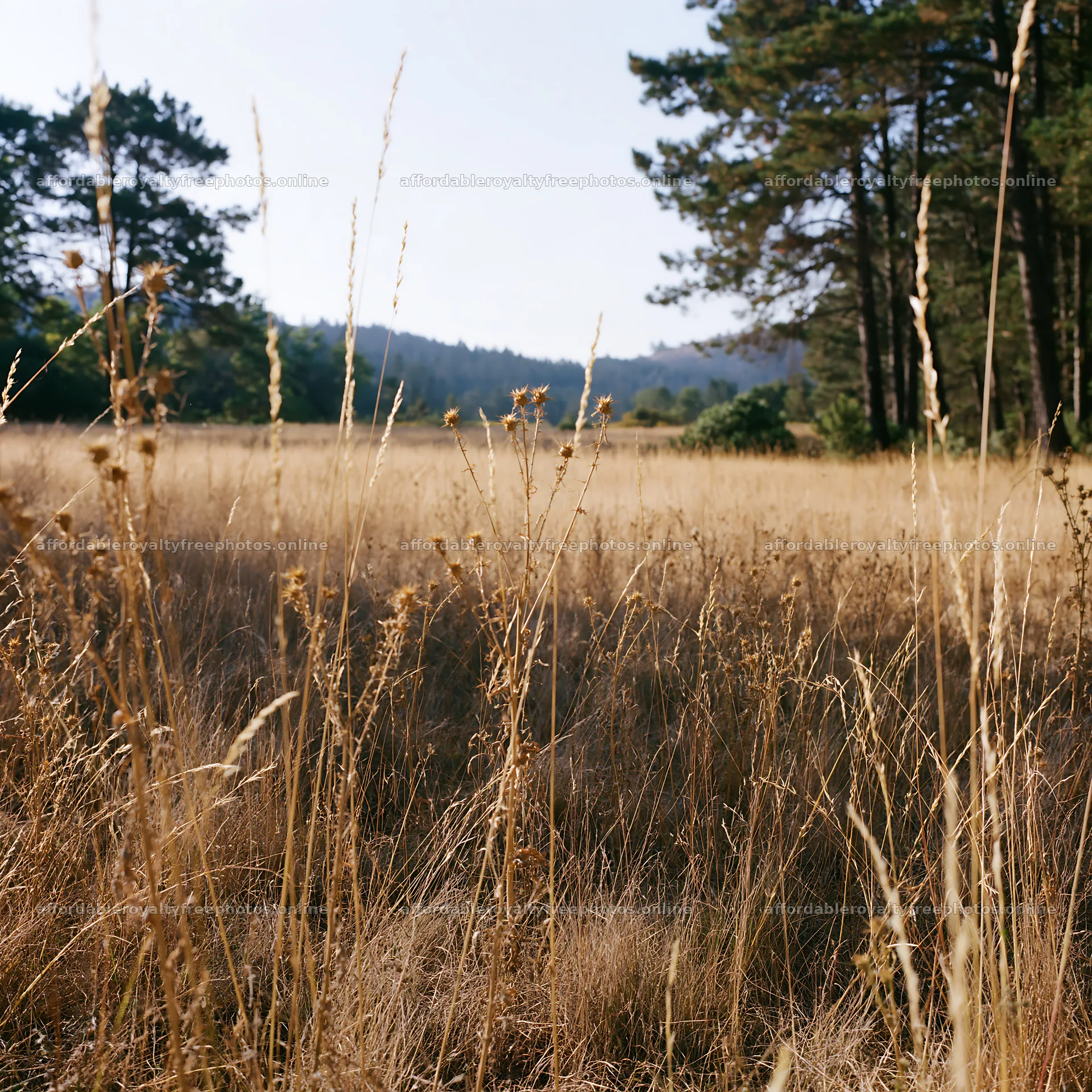 Pine forest meadow with dry grass in the sunlight – royalty-free photos 7938x7938