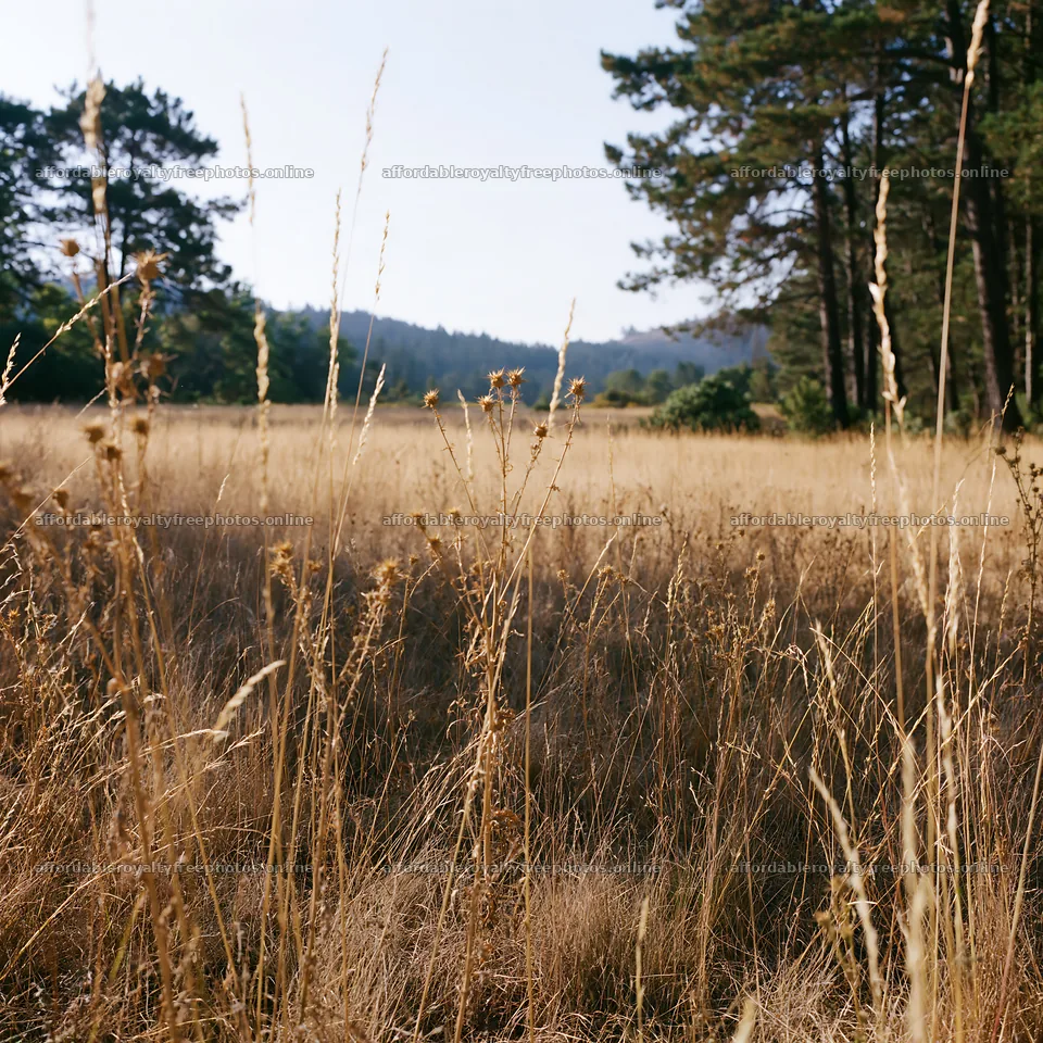 Pine forest meadow with dry grass in the sunlight – royalty-free photos 7938x7938