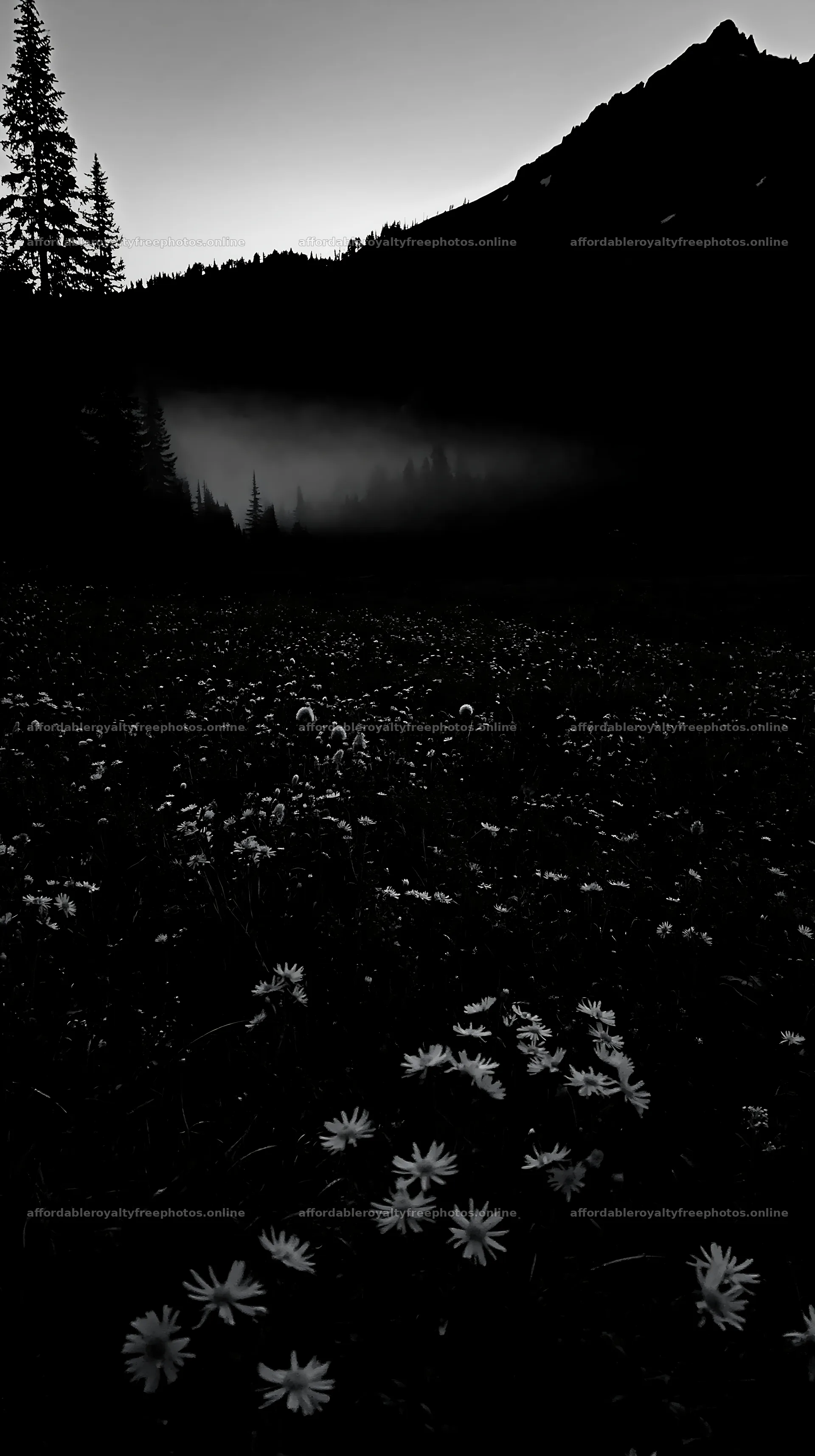 Meadow with flowers at dusk in a mountainous area – royalty-free photos 5938x10608