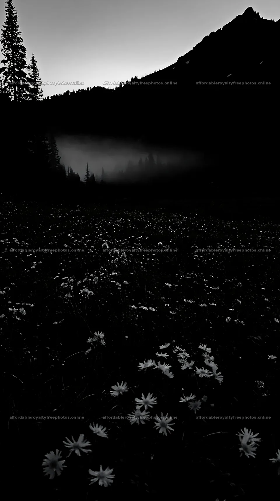 Meadow with flowers at dusk in a mountainous area – royalty-free photos 5938x10608