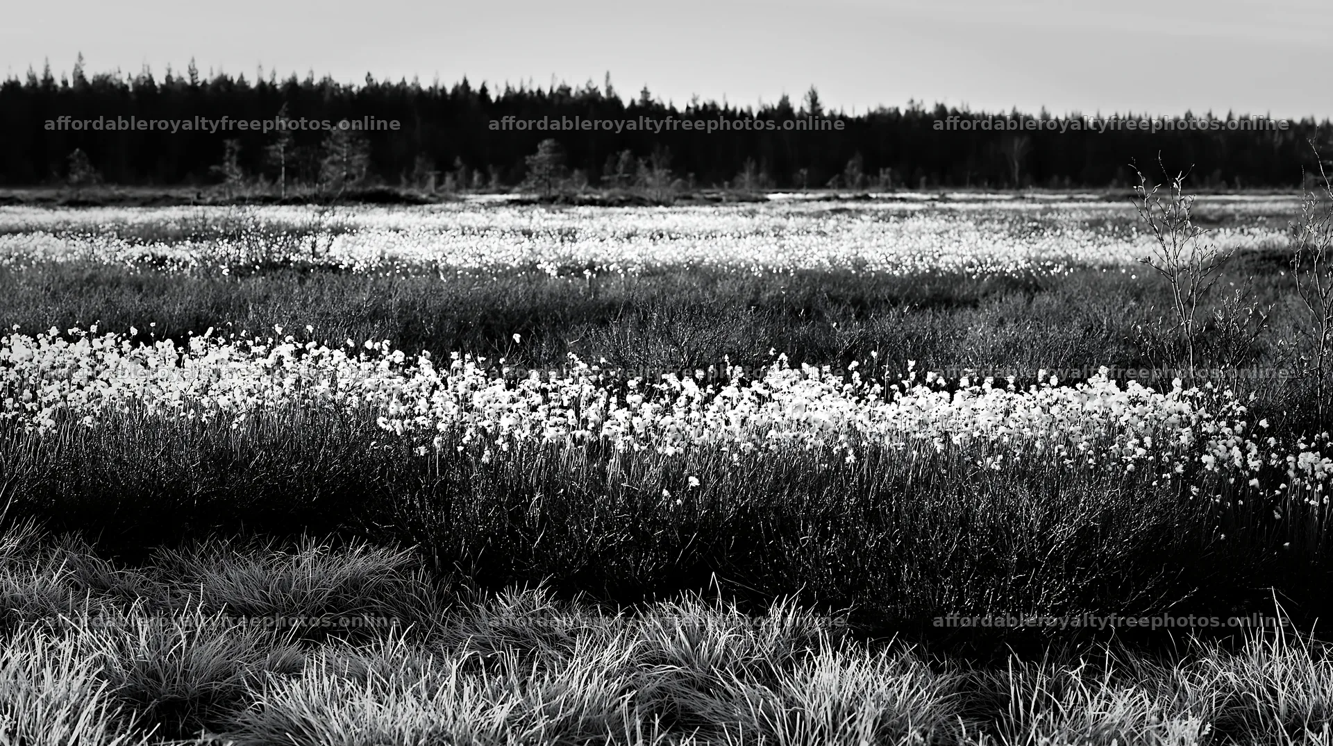 Cottongrass meadow under morning light – royalty-free photos 10608x5938
