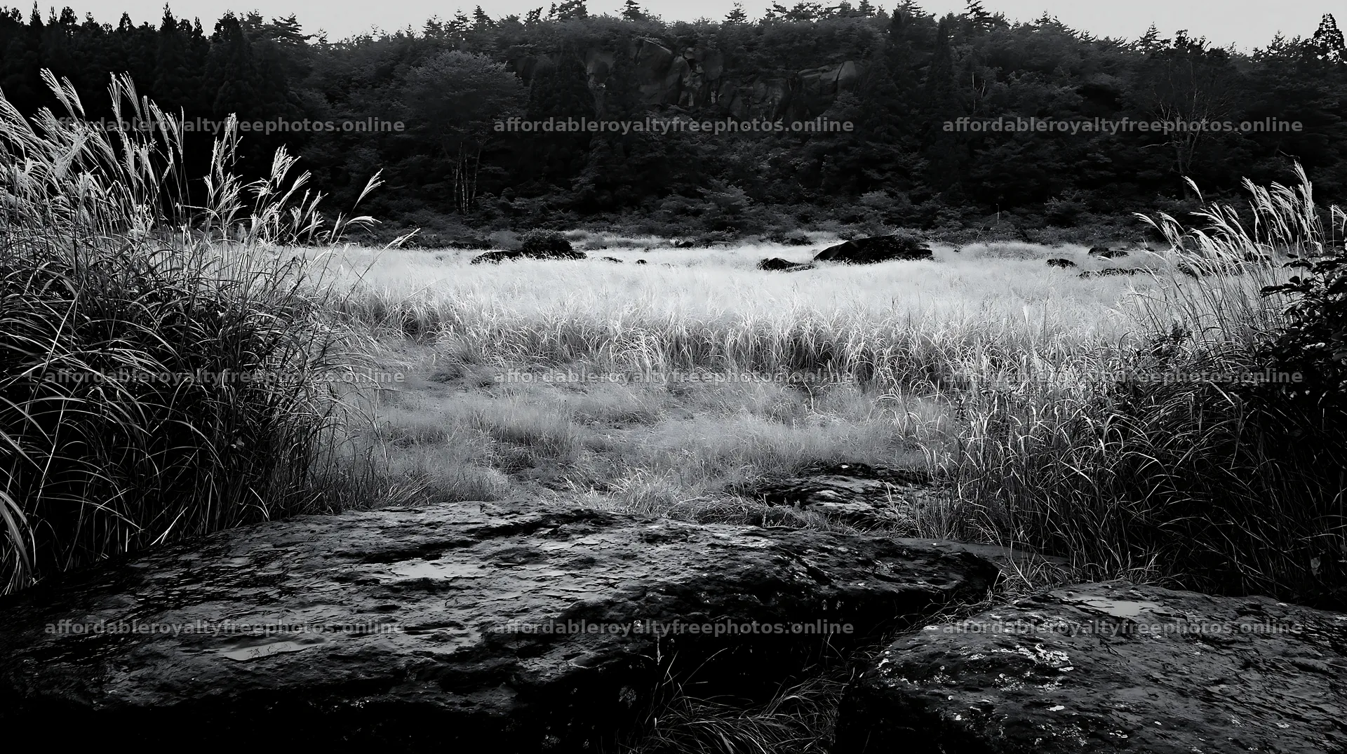 Rewilded Akita silver grass meadow stones – royalty-free photos 10608x5938