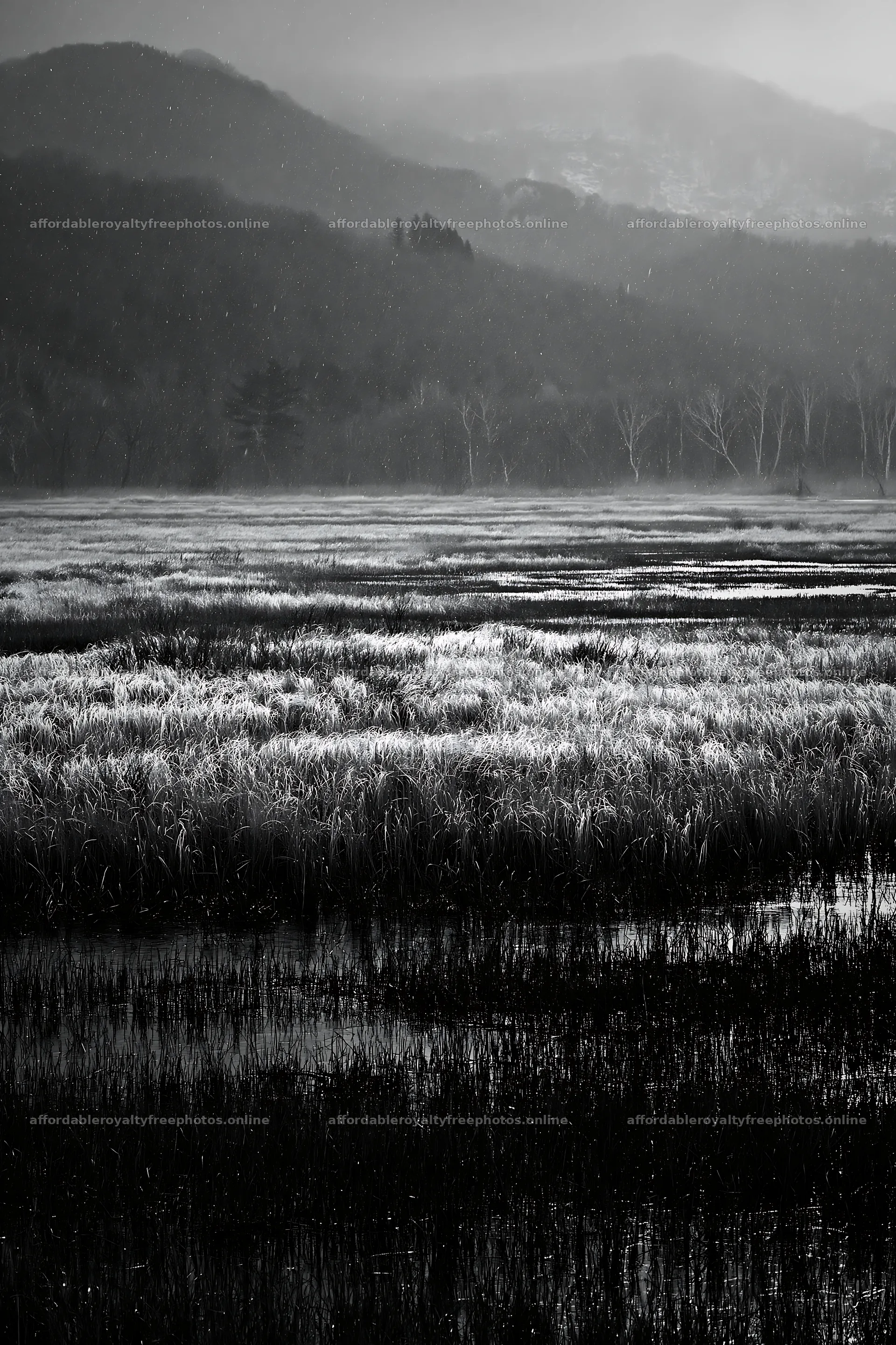 Akita snowmelt meadow with silver grasses under cloudy – royalty-free photos 6480x9722