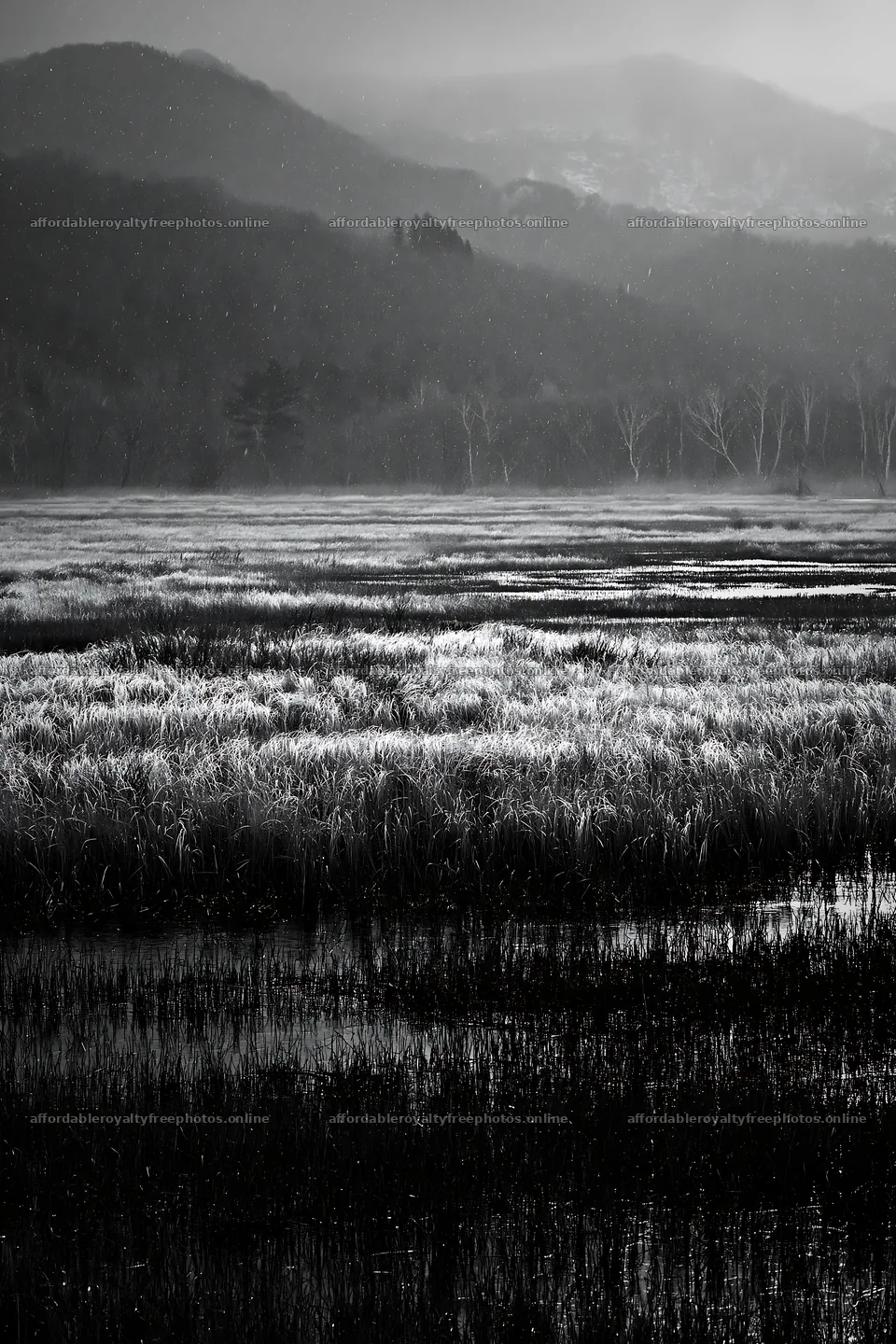 Akita snowmelt meadow with silver grasses under cloudy – royalty-free photos 6480x9722