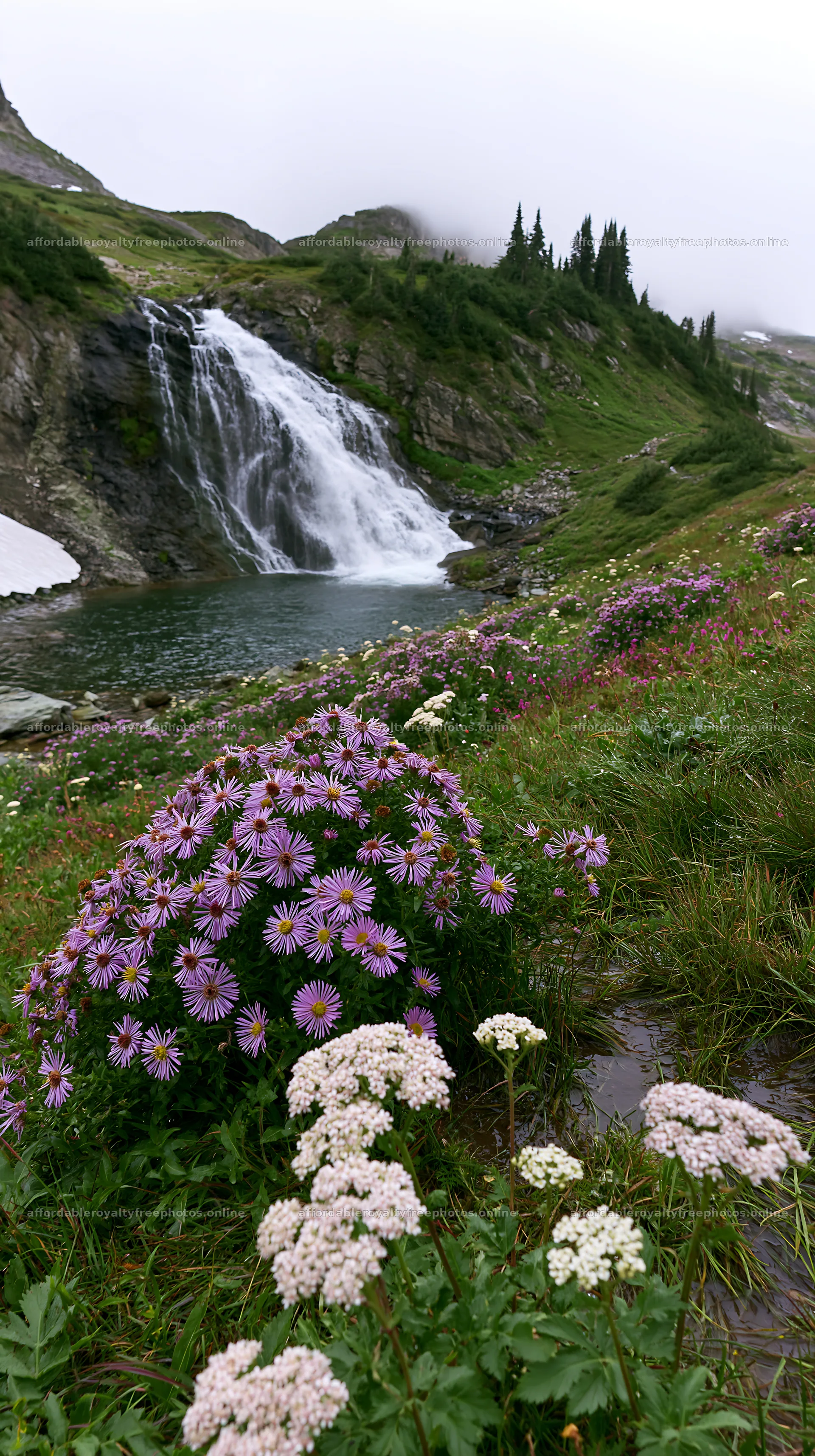 Alpine waterfall flows over rocks near colorful flower – royalty-free photos 5938x10608