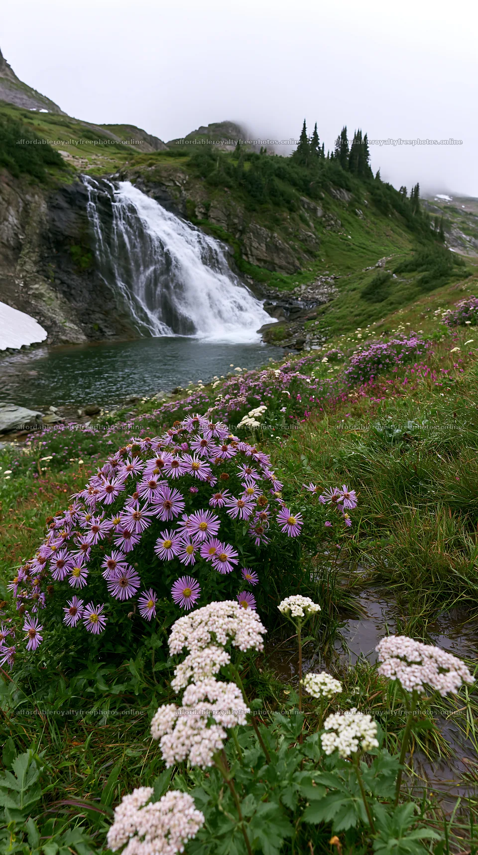 Alpine waterfall flows over rocks near colorful flower – royalty-free photos 5938x10608