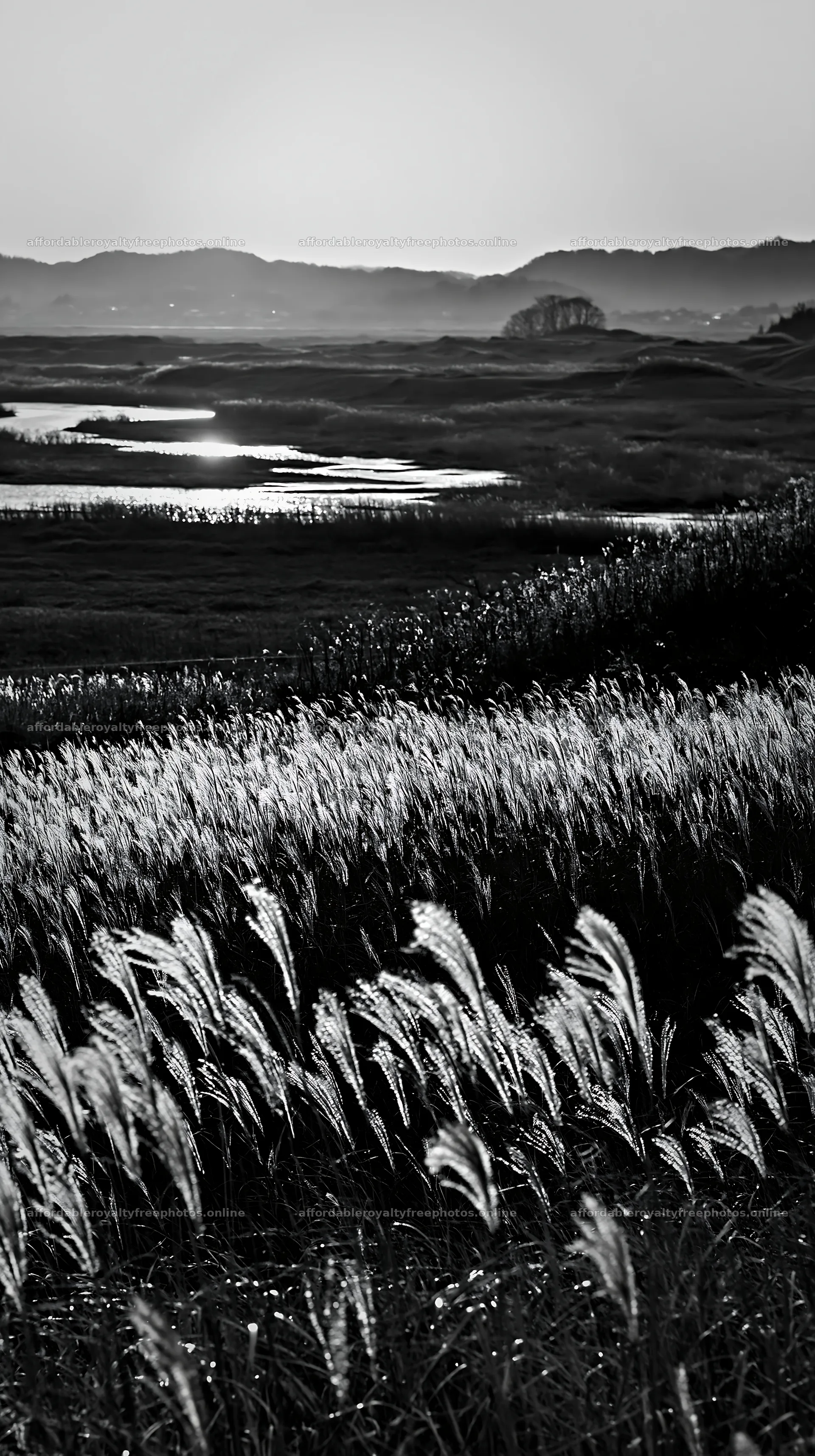 Windy meadow with dune grasses in Tottori – royalty-free photos 5938x10608