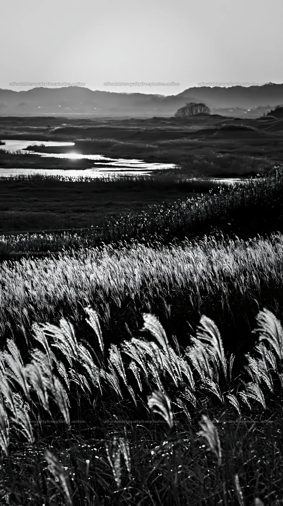 Windy meadow with dune grasses in Tottori – royalty-free photos 5938x10608