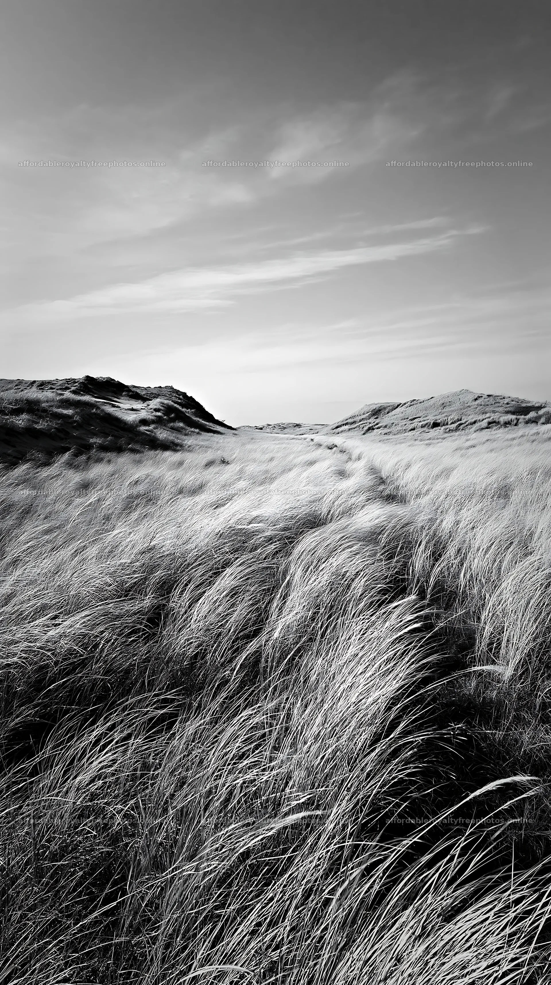 Winding path through dune grasses in Tottori meadow – royalty-free photos 5938x10608