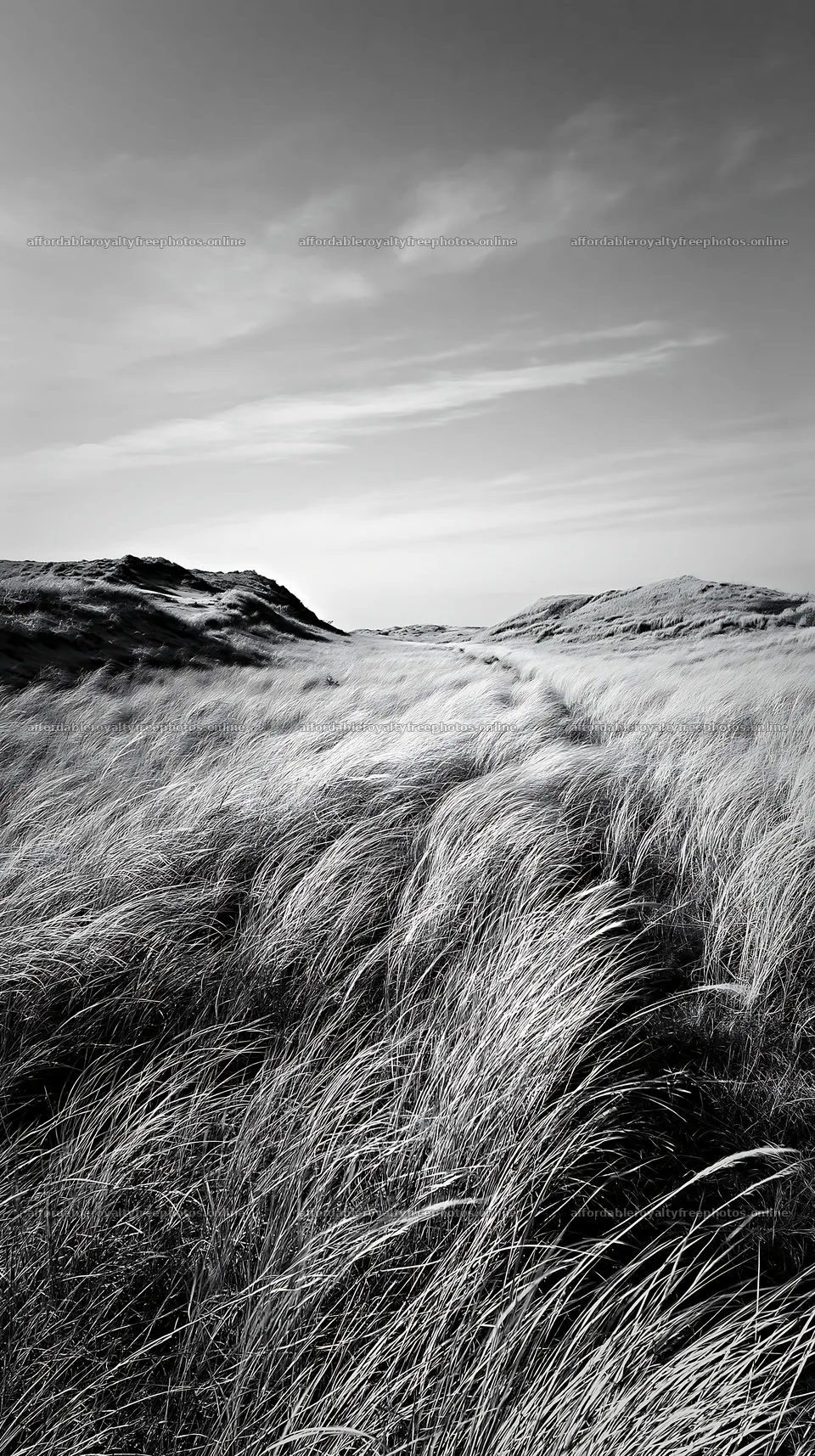 Winding path through dune grasses in Tottori meadow – royalty-free photos 5938x10608