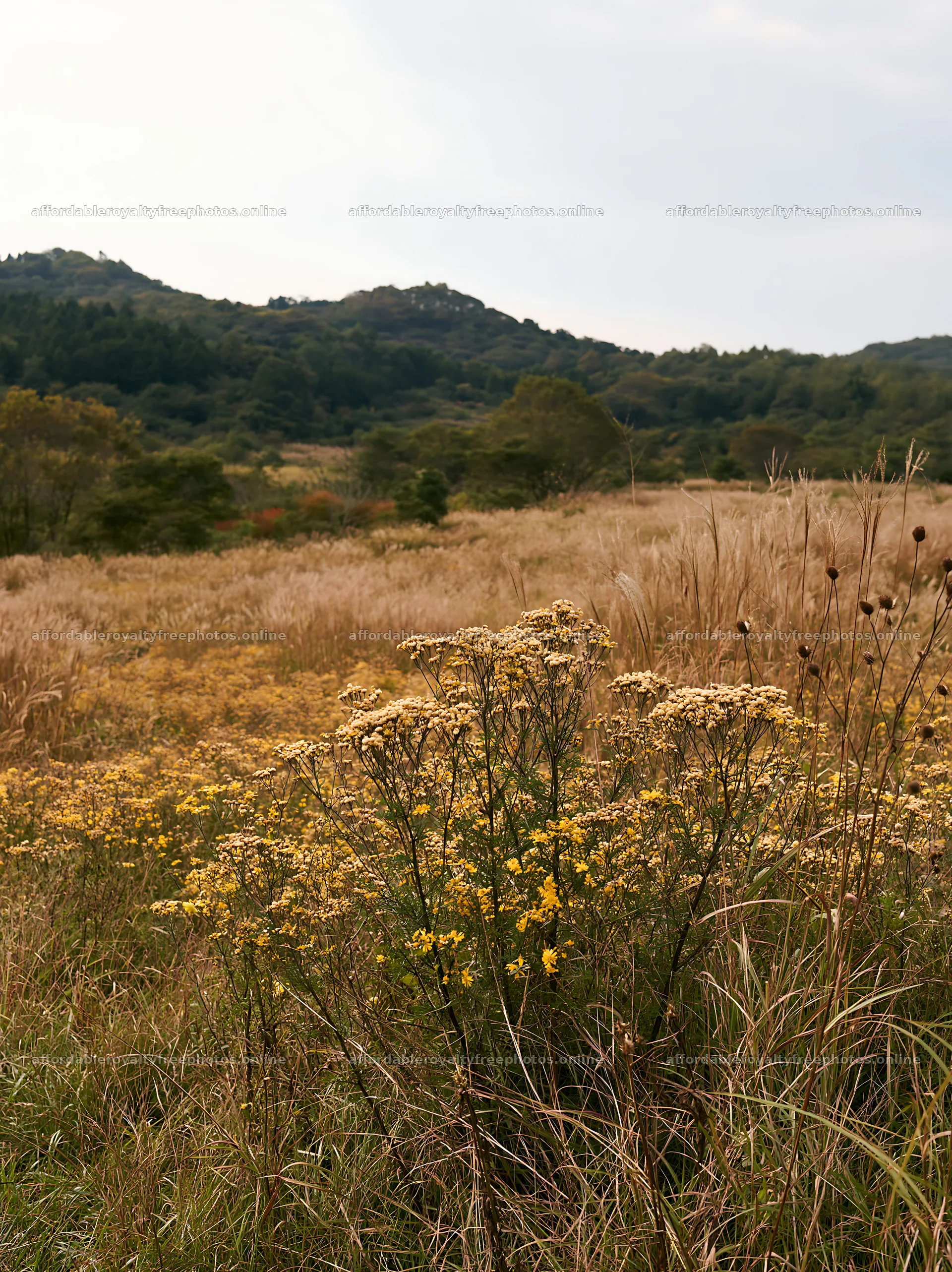 Okayama golden meadow with seedhead foreground – royalty-free photos 6866x9174