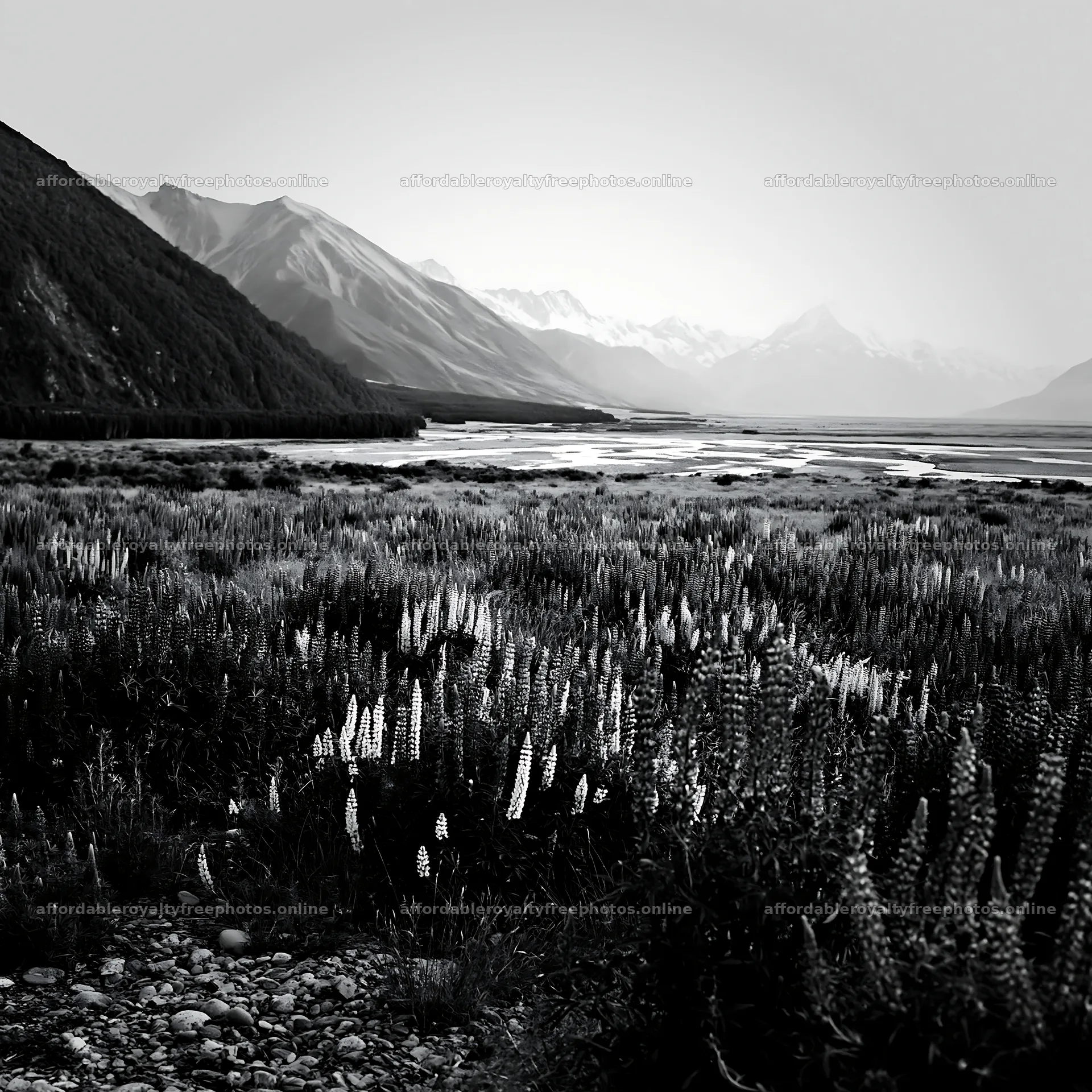 Lupin meadow with mountains and water in the background – royalty-free photos 7938x7938