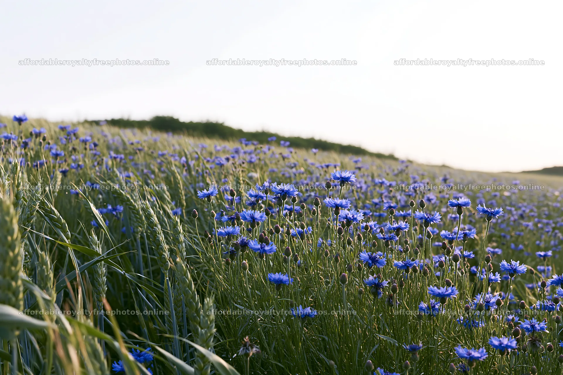 Cornflower meadow with blooming flowers and tall grass – royalty-free photos 9722x6480