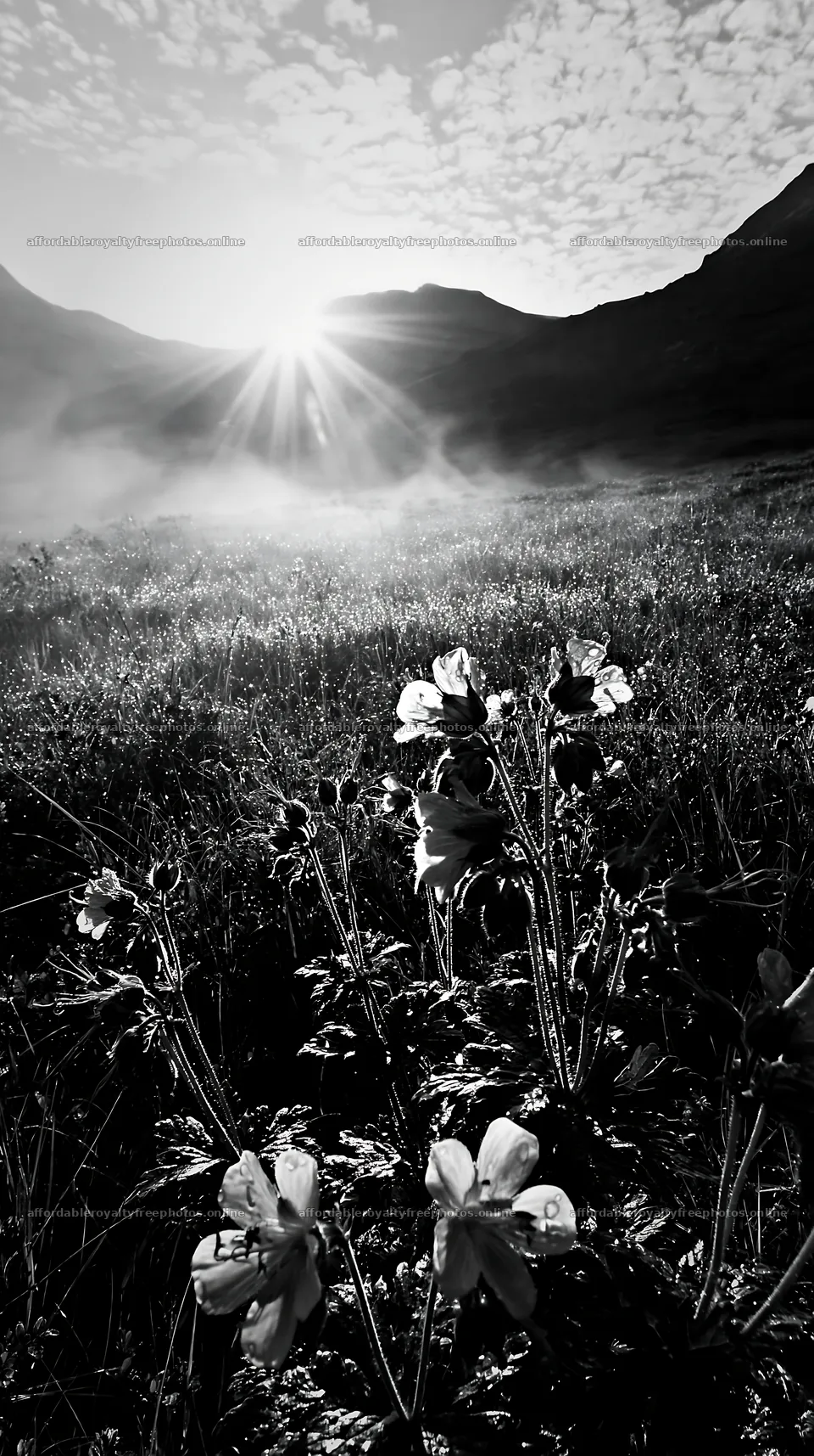 Sunbeams shining on meadow flowers in Jotunheimen valley – royalty-free photos 5938x10608